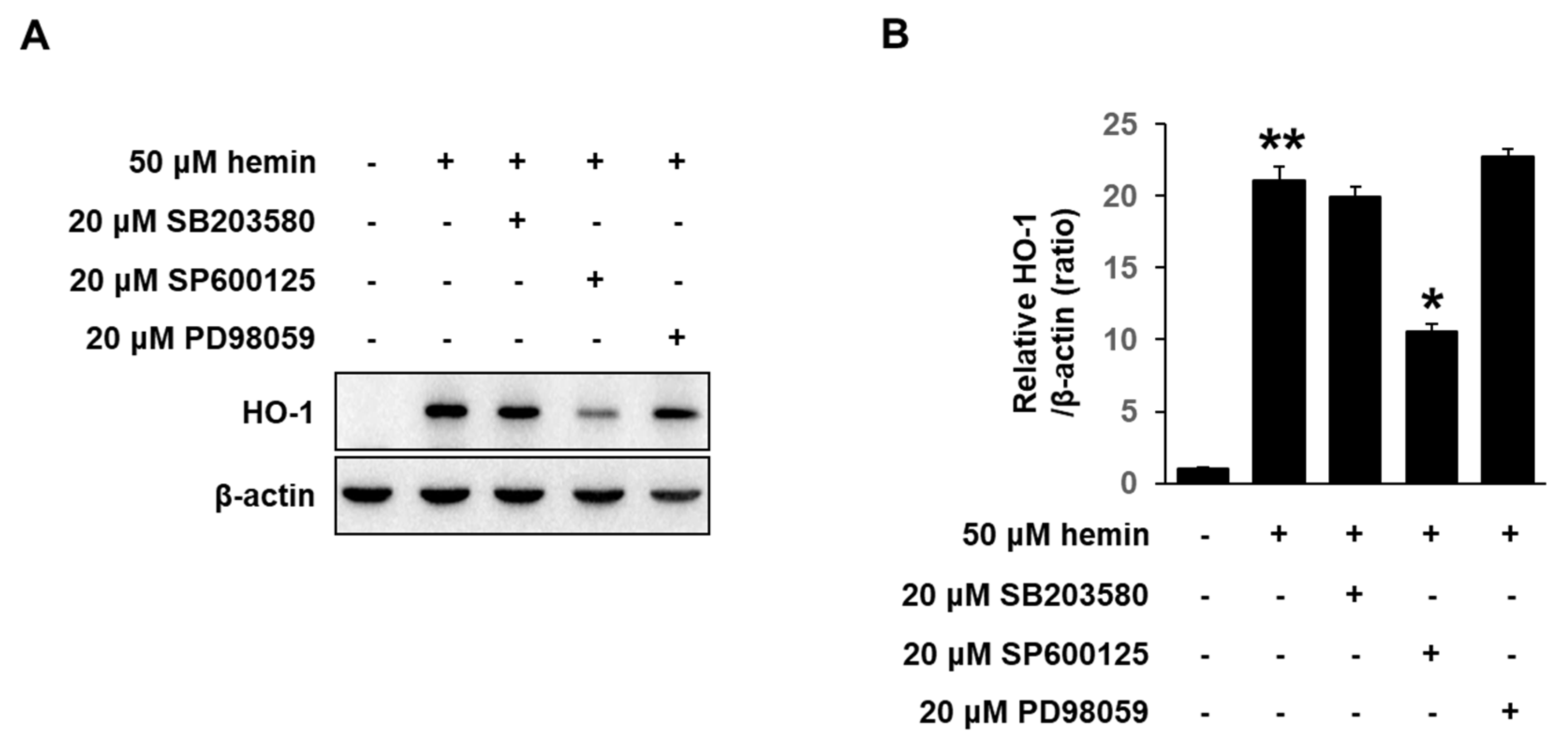 Medicina 56 00268 g005 Medicina 56 00268 g005