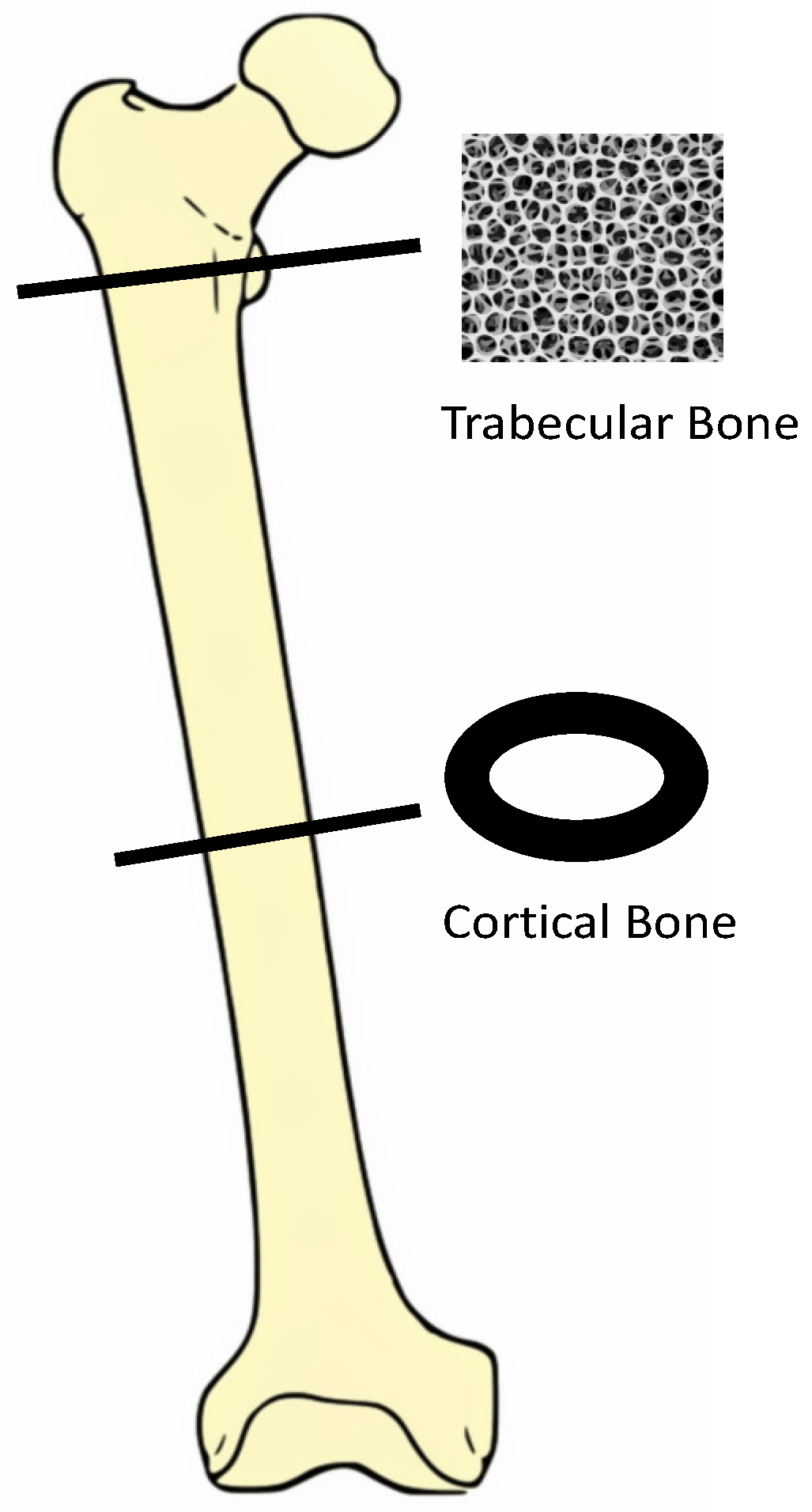 Medicina 56 00302 g001
