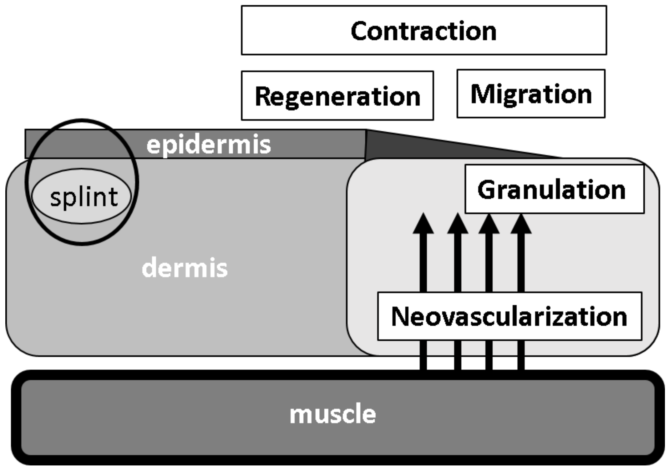 Medicina 56 00321 g001 Medicina 56 00321 g001