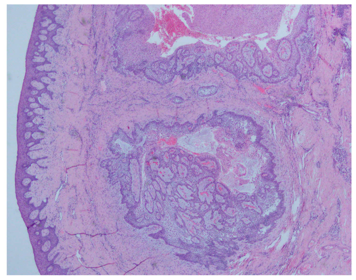 Medicina 56 00326 g006