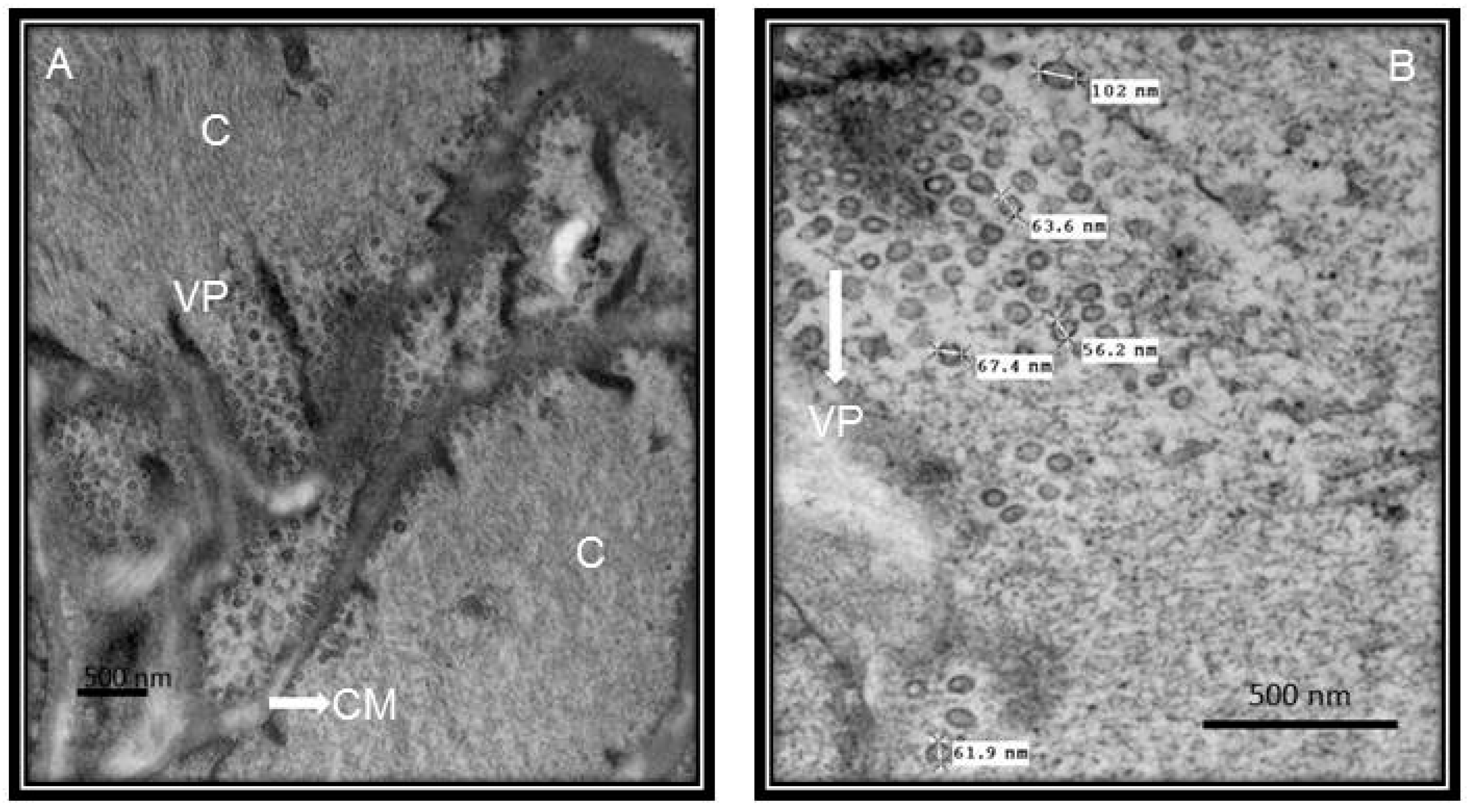 Medicina 56 00386 g001