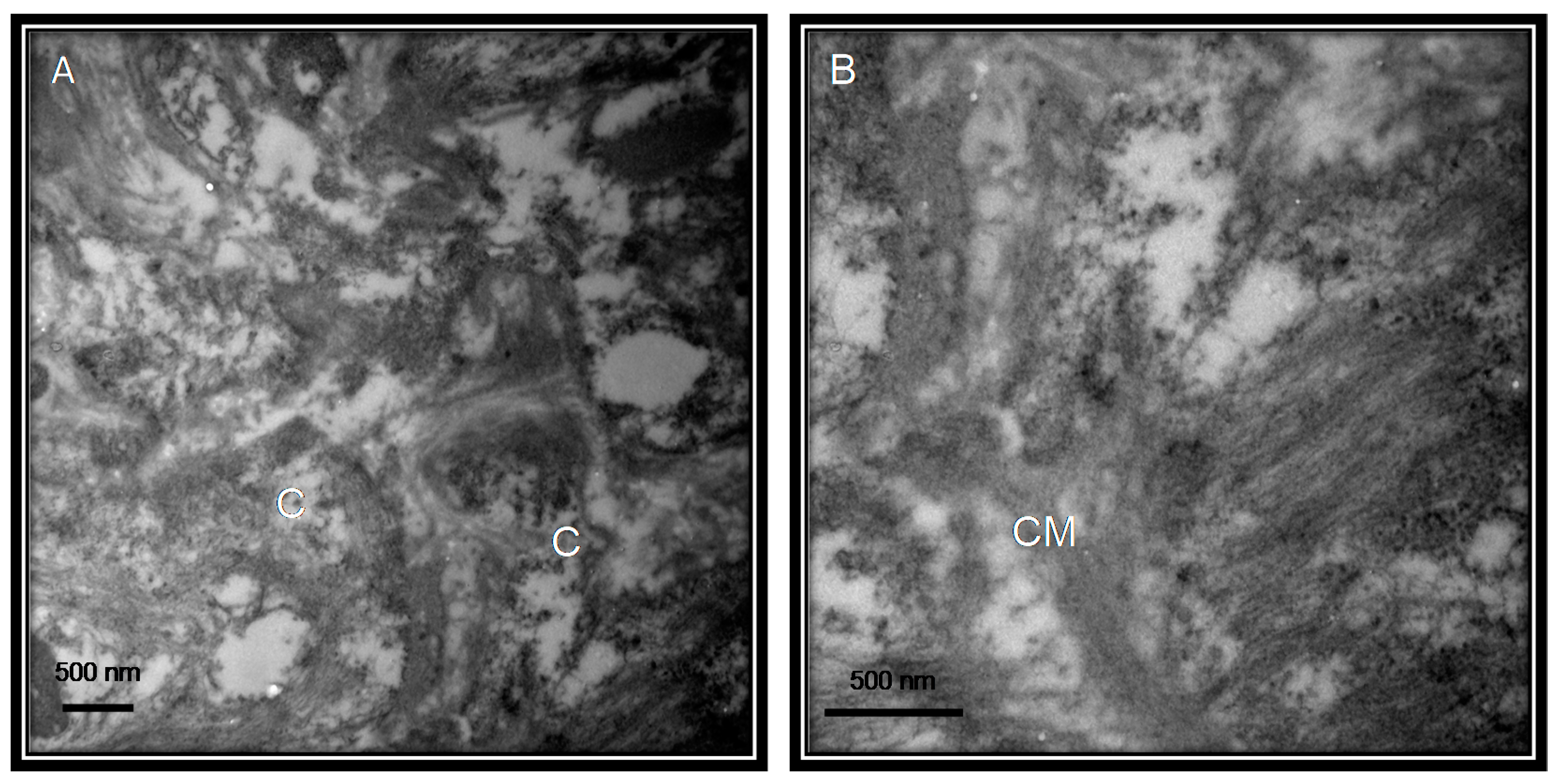 Medicina 56 00386 g002