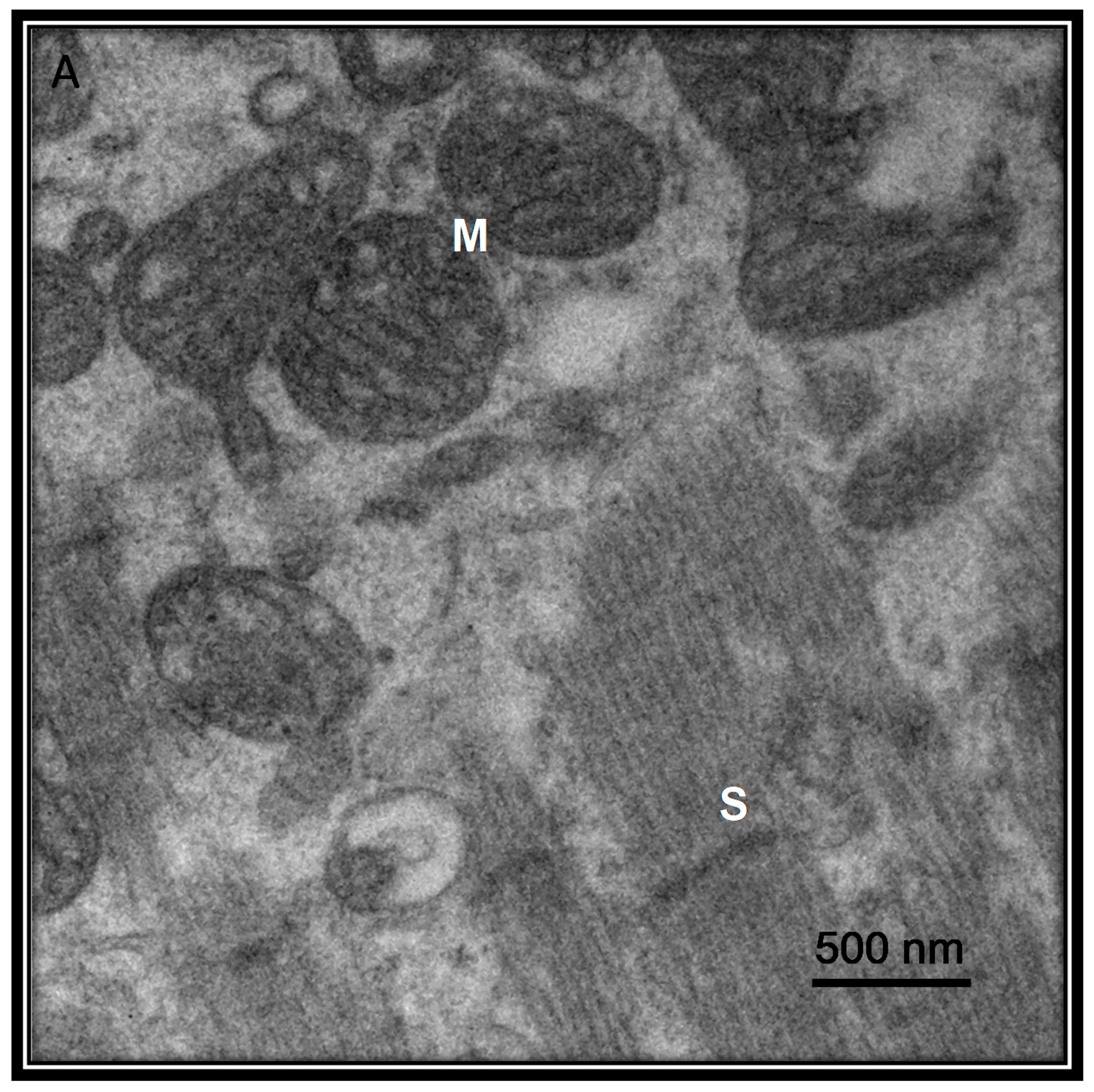 Medicina 56 00386 g005