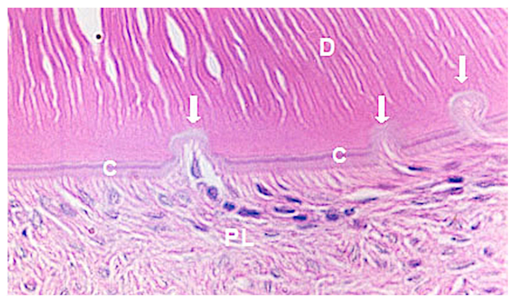 Medicina 56 00421 g003