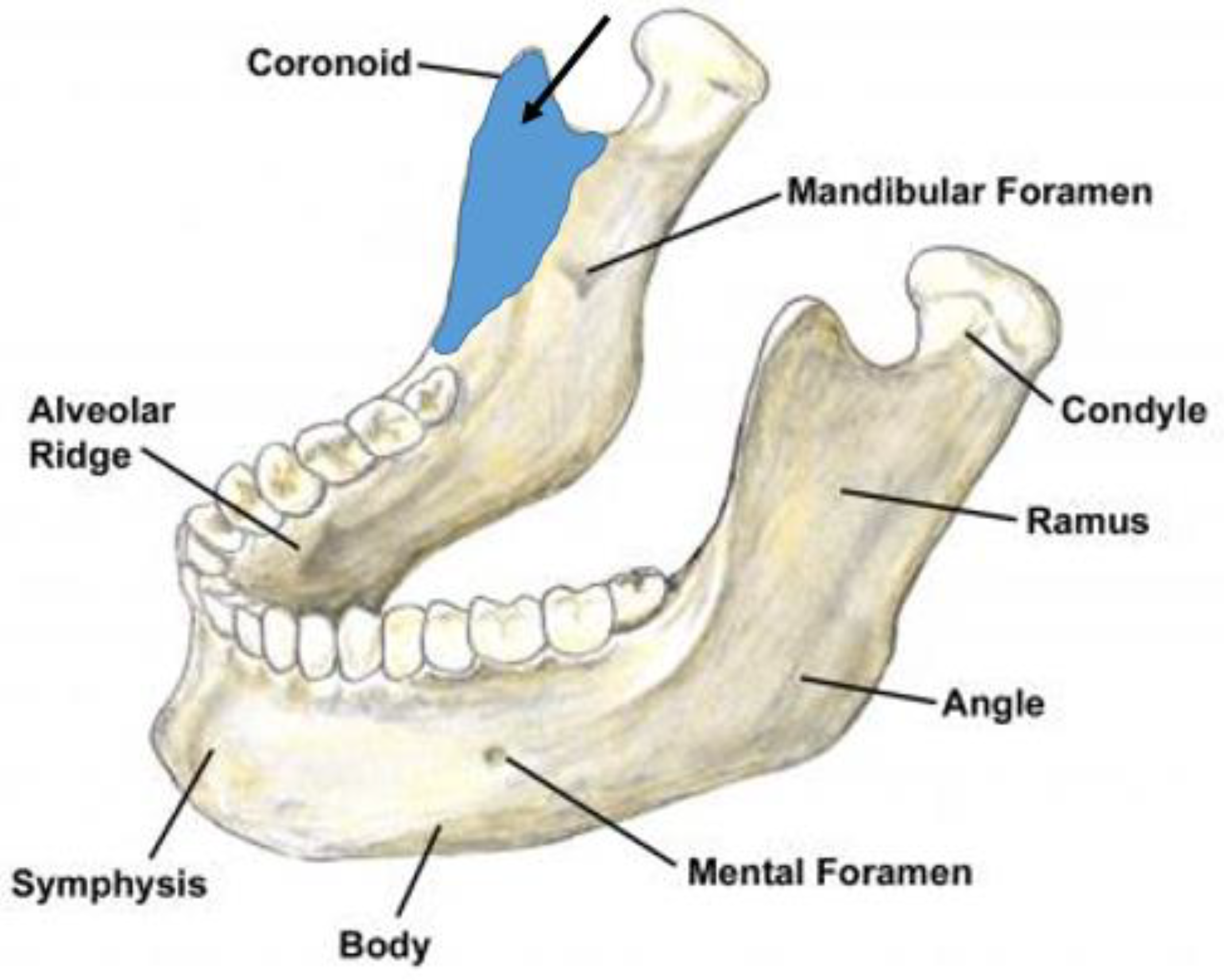 Medicina 56 00472 g011 Medicina 56 00472 g011