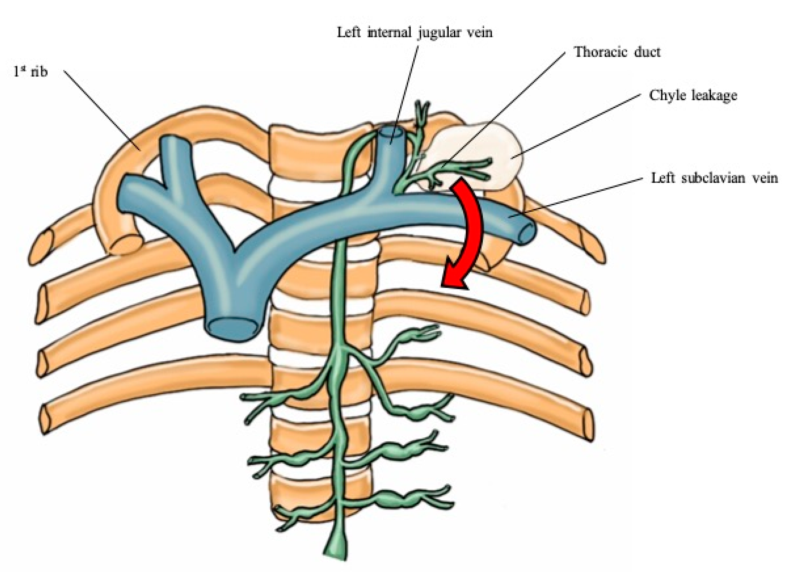 Medicina 56 00481 g005