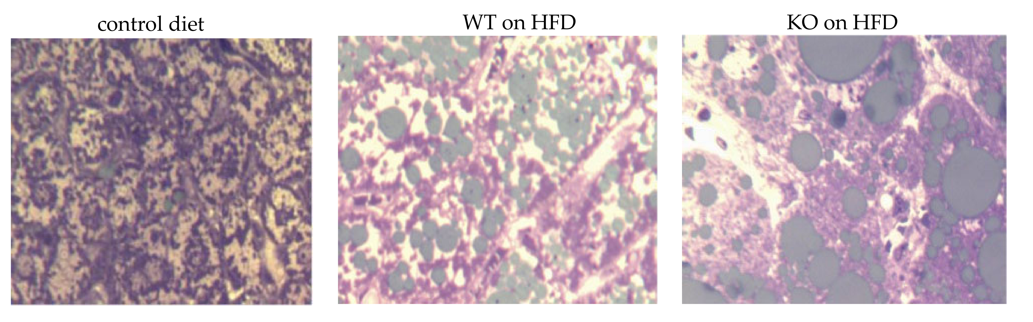 Medicina 56 00484 g001 Medicina 56 00484 g001