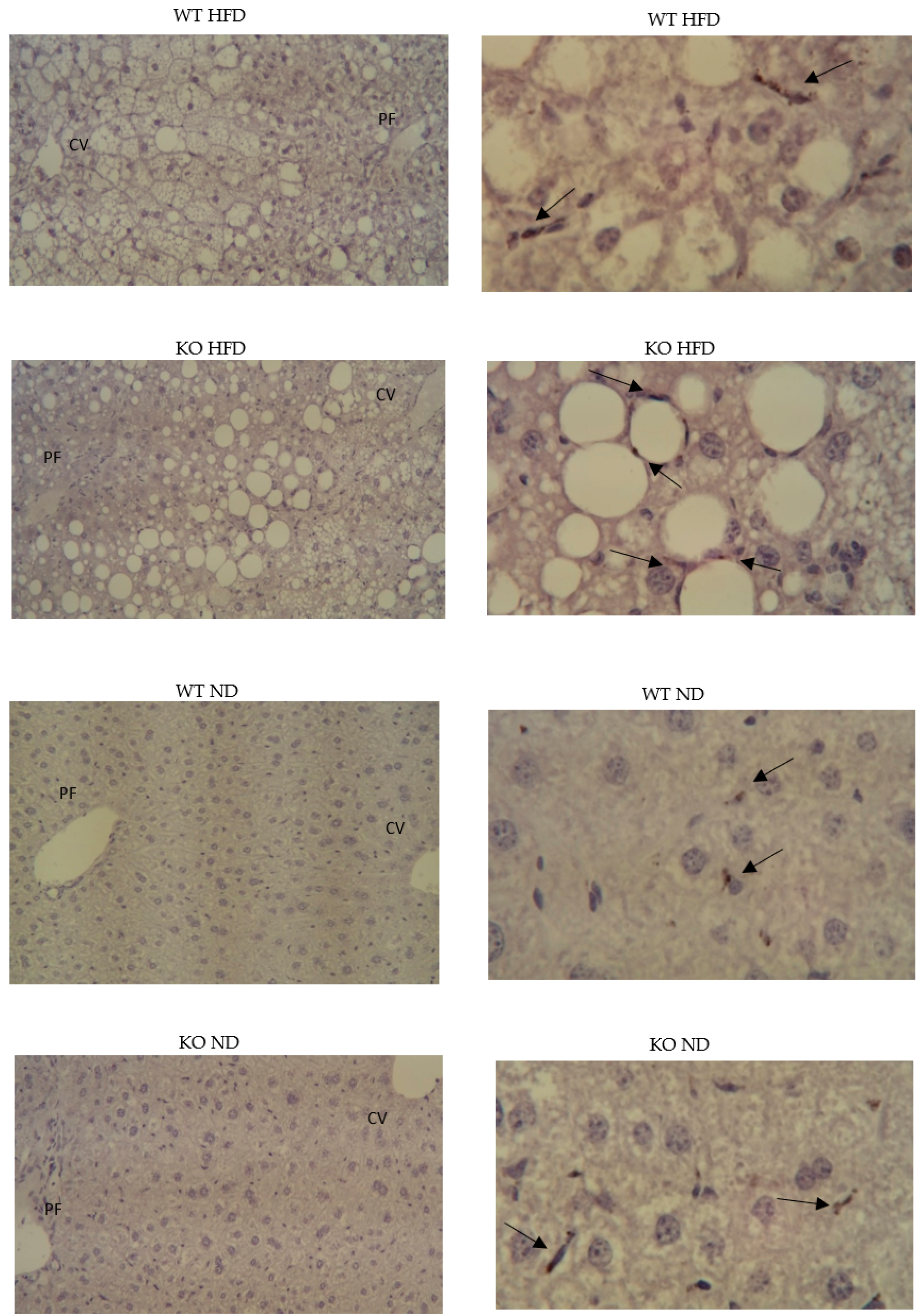 Medicina 56 00484 g004 Medicina 56 00484 g004