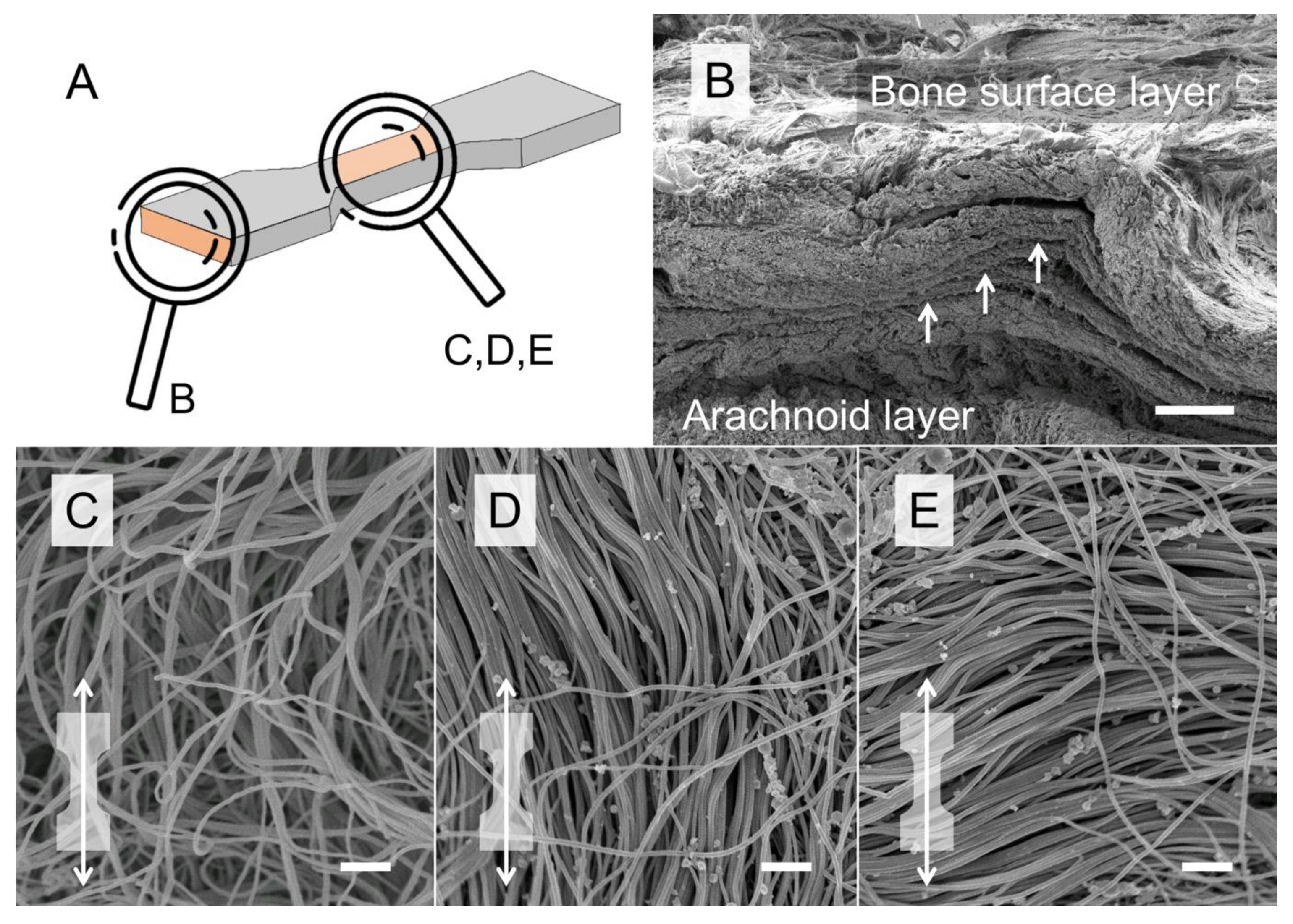 Medicina 56 00520 g006