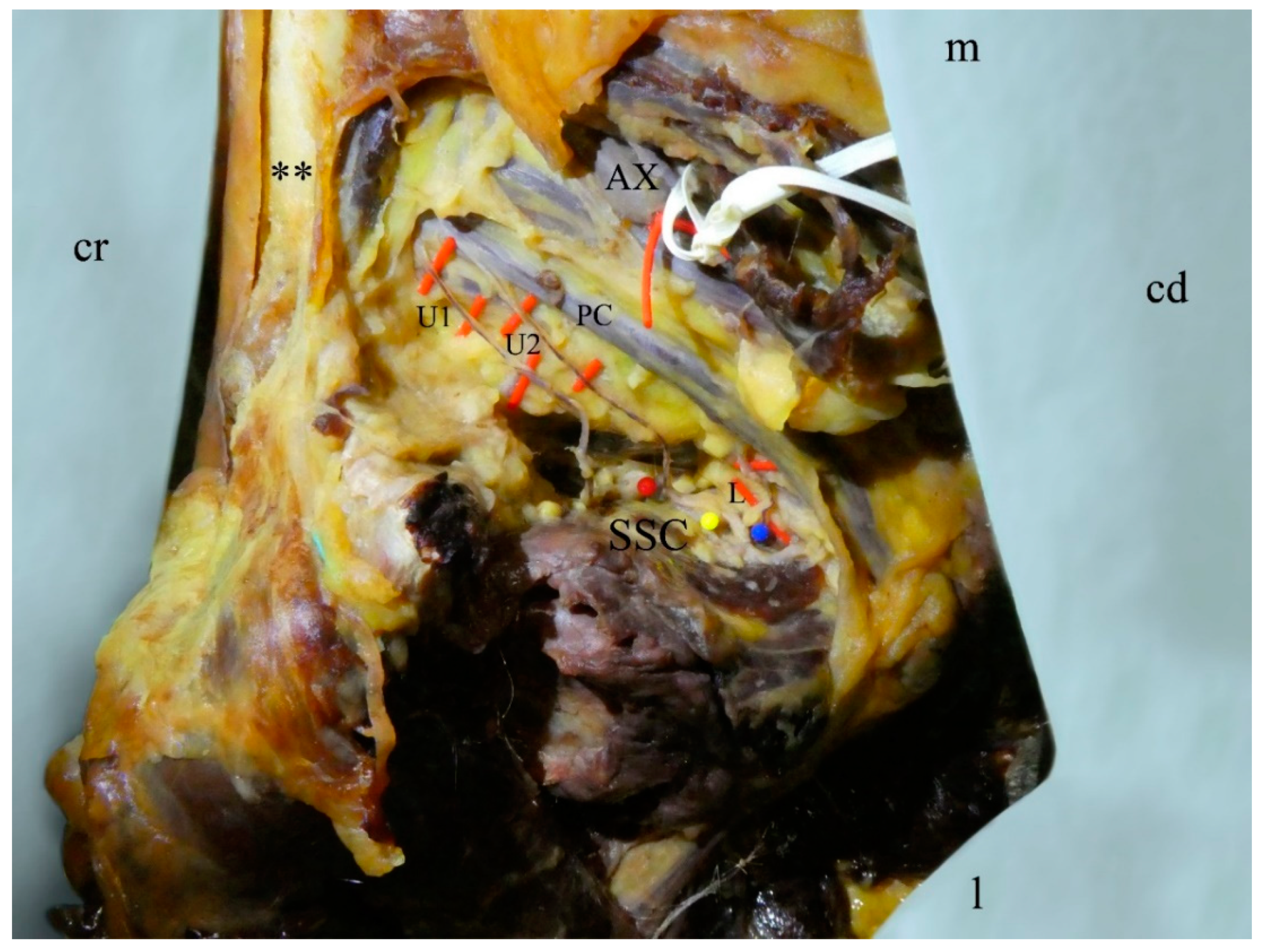 Medicina 56 00532 g002