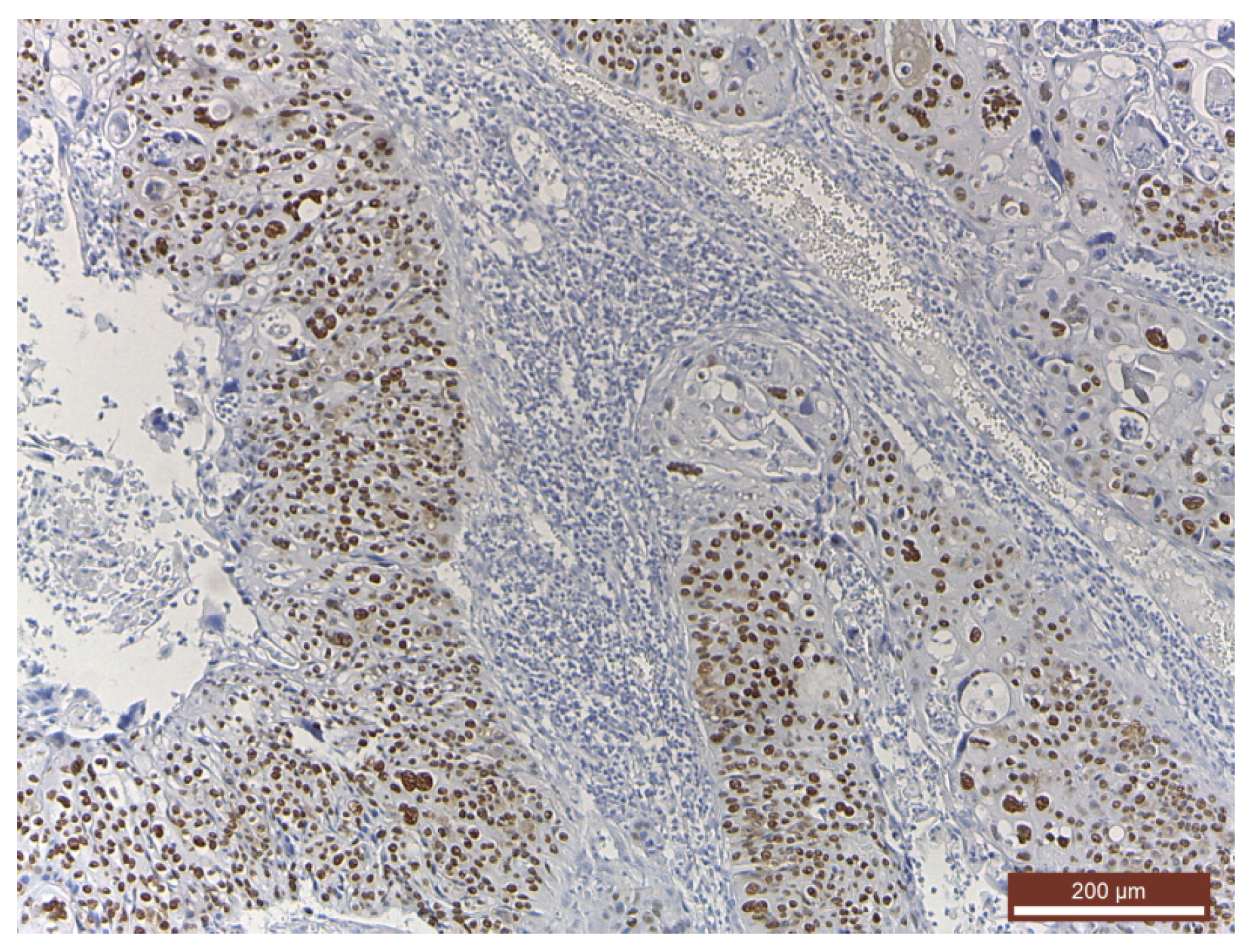 Medicina 56 00542 g002