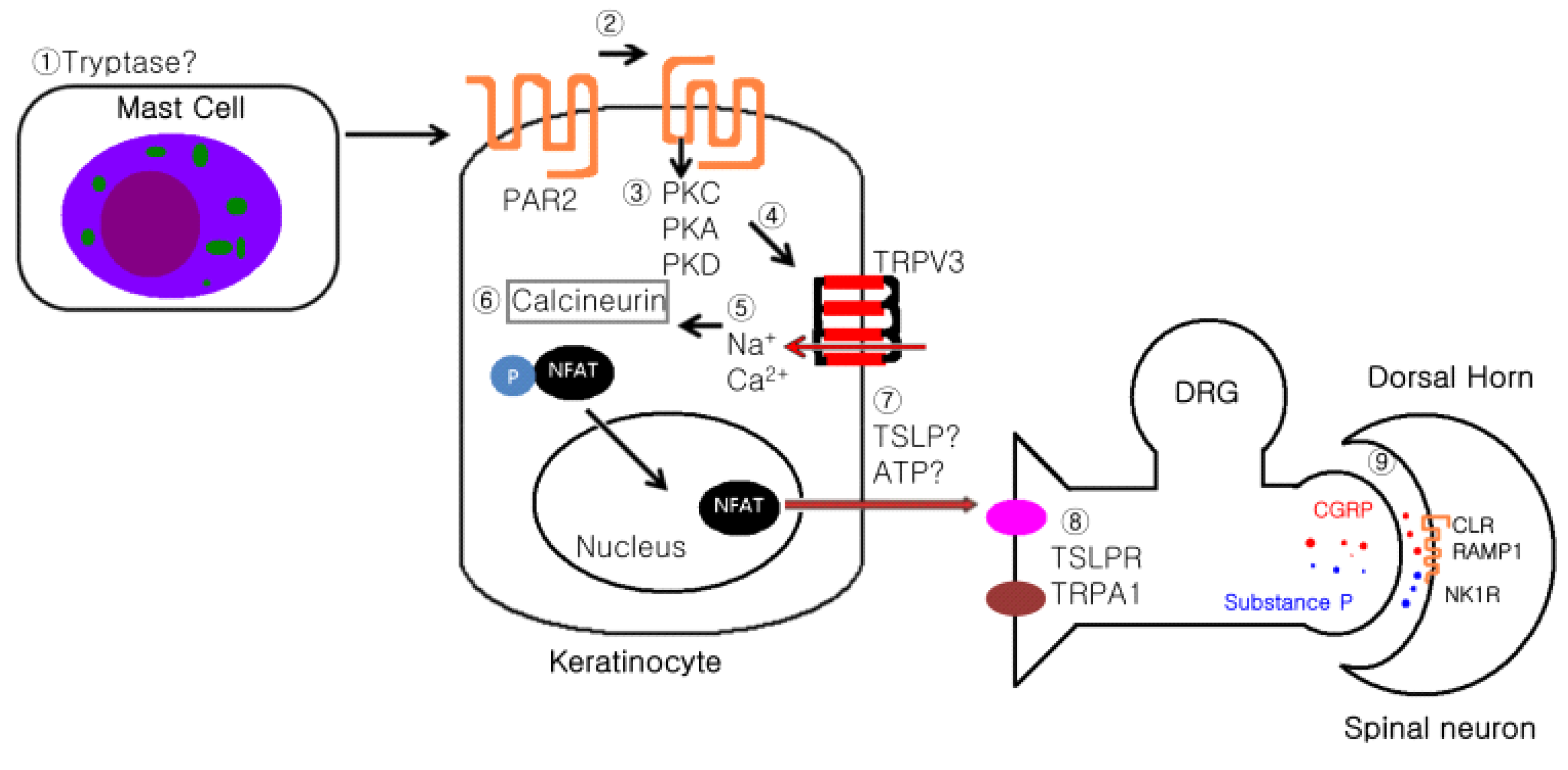 Medicina 56 00560 g003