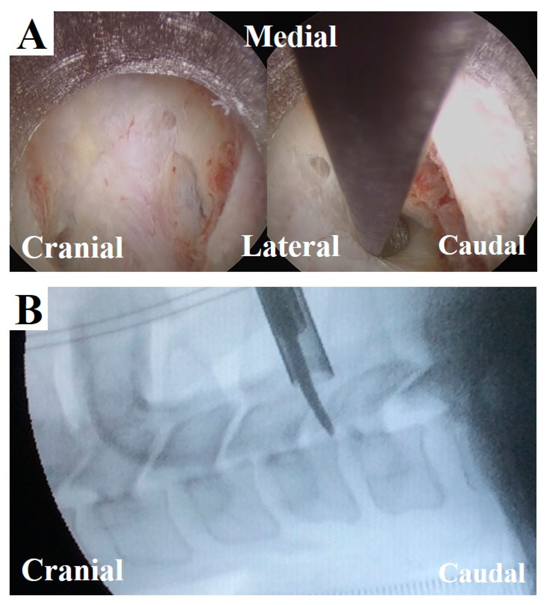 Medicina 56 00605 g006