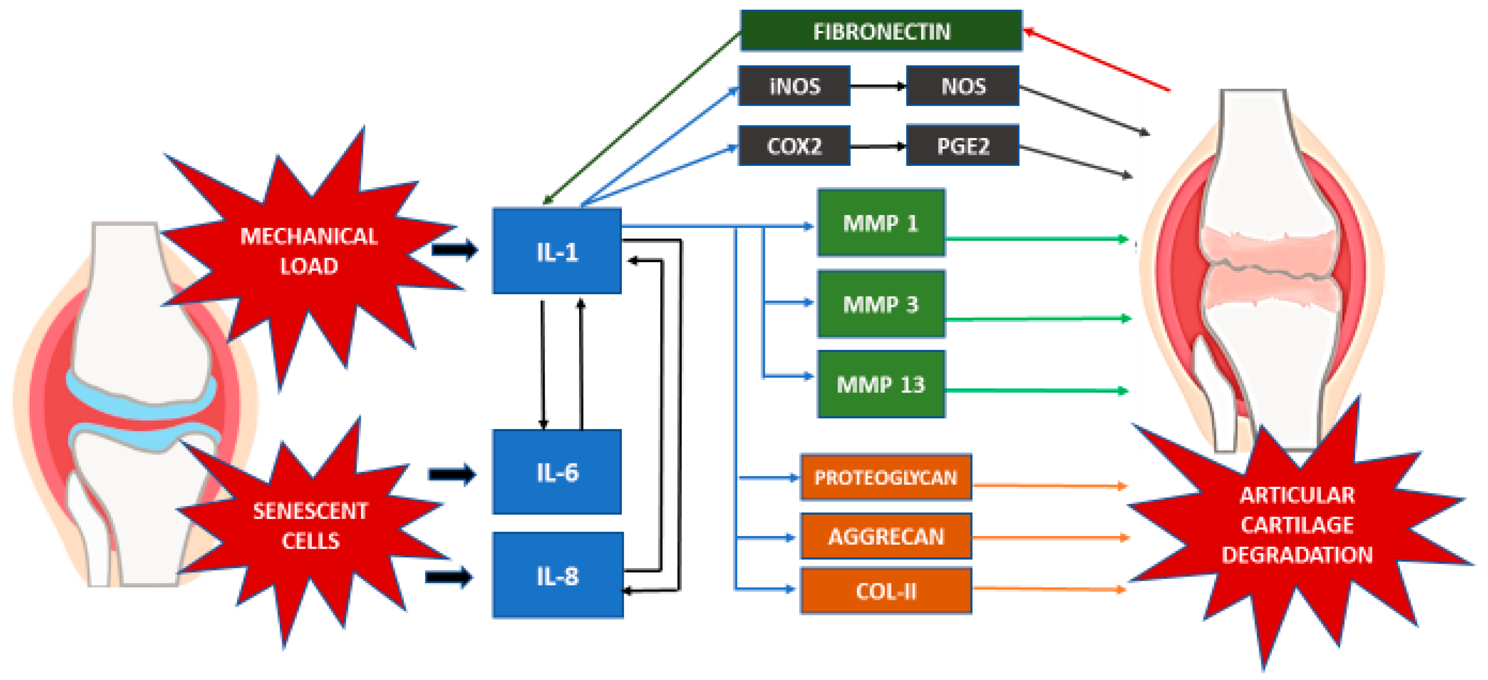 Medicina 56 00614 g001