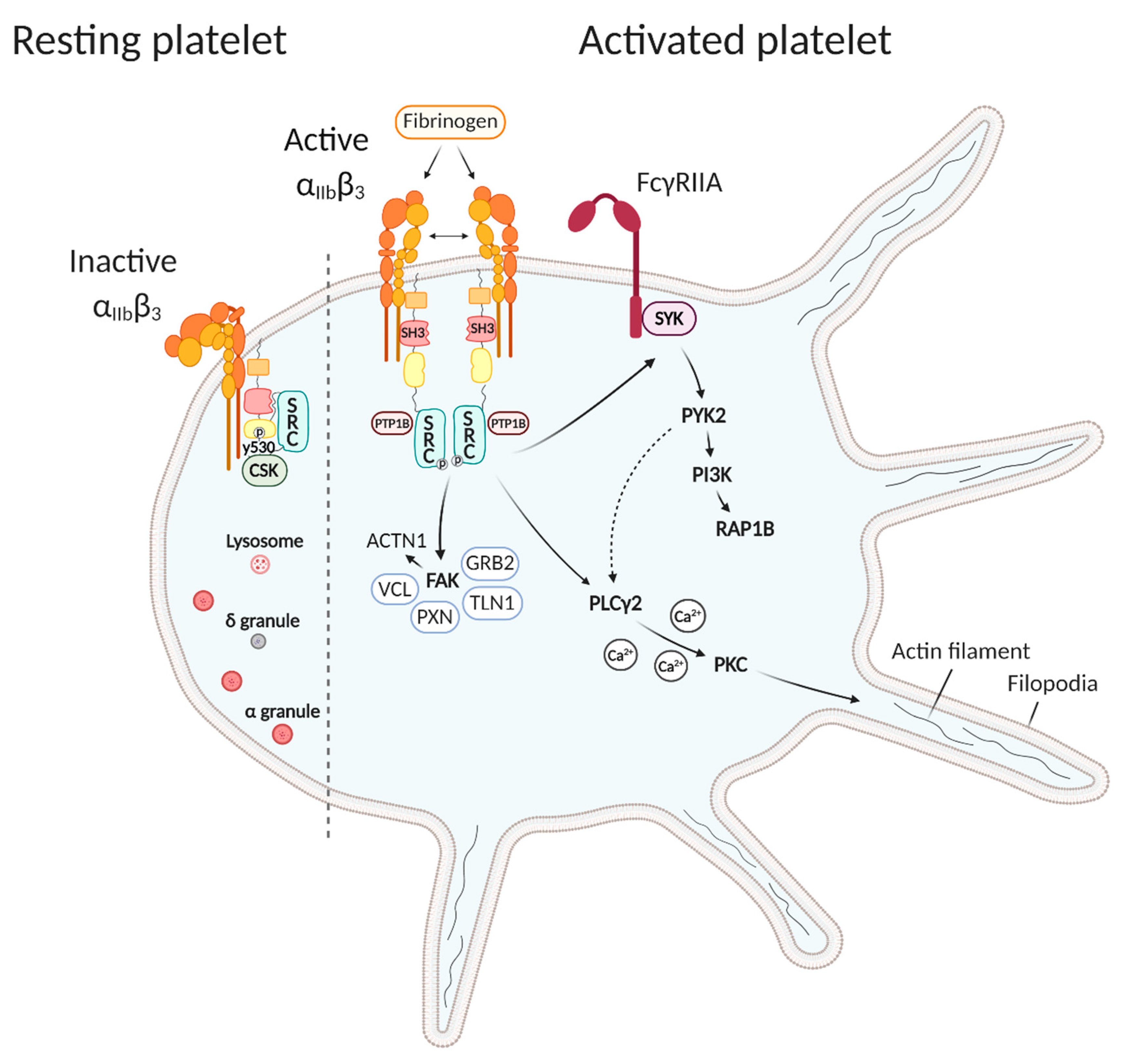 Medicina 56 00633 g002