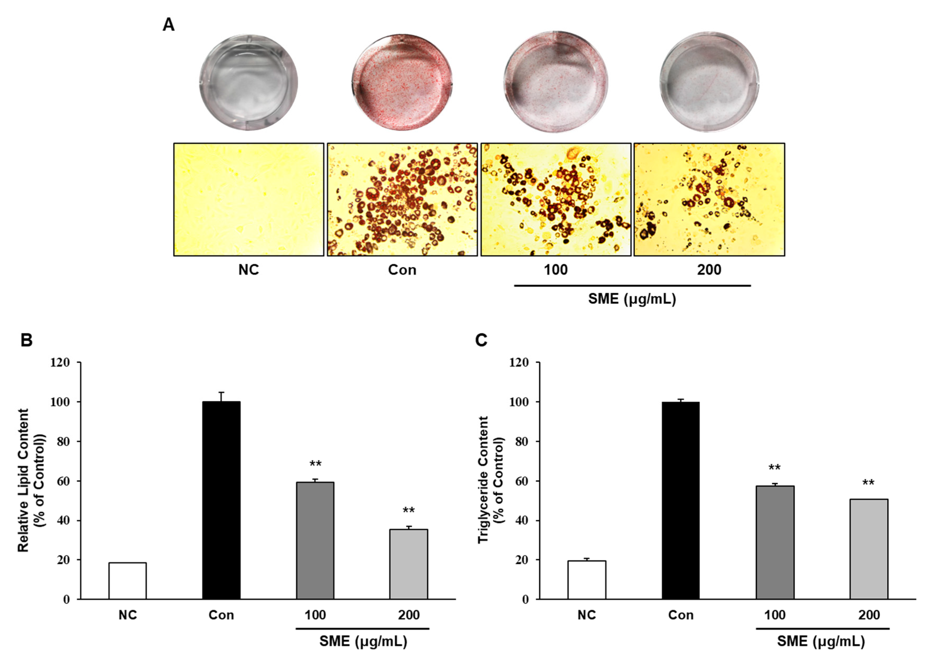Medicina 56 00634 g002 Medicina 56 00634 g002