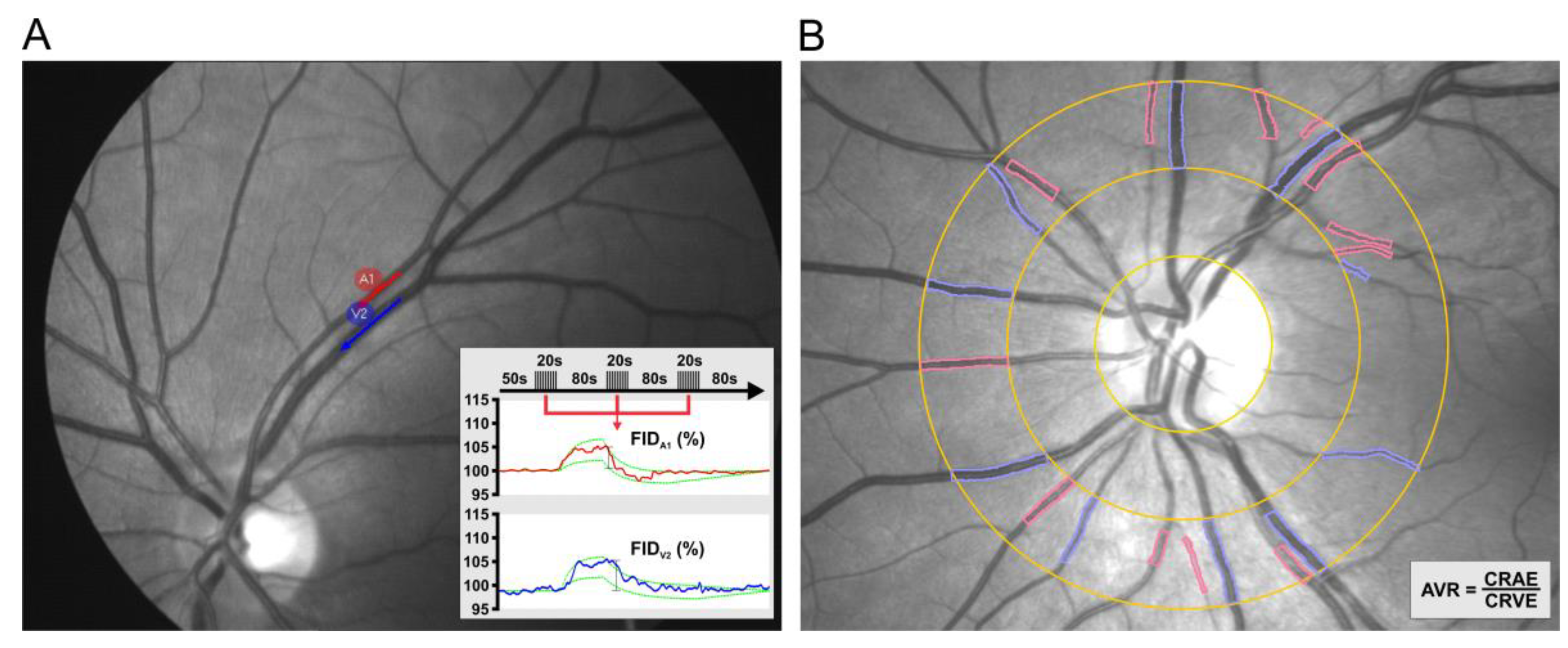 Medicina 56 00704 g001 Medicina 56 00704 g001