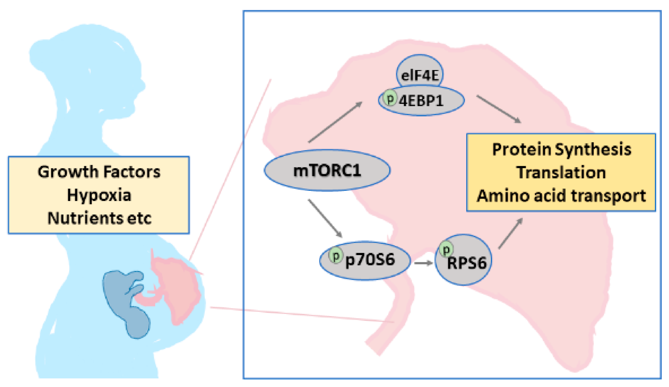 Medicina 56 00722 g002
