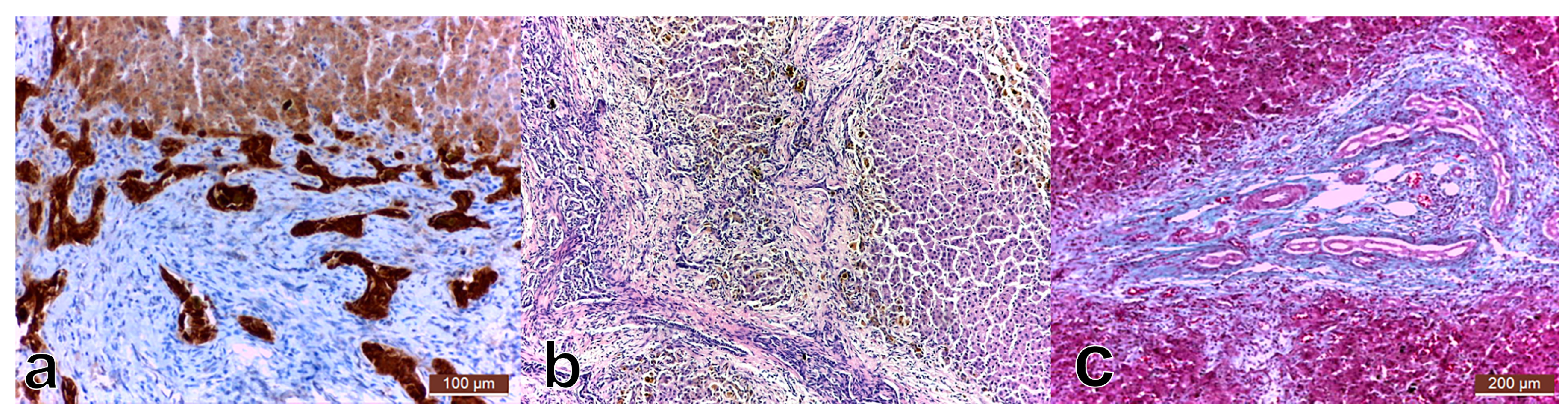 Medicina 57 00016 g001