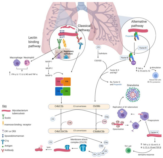 Medicina Free Full Text The Role Of Complement System And The Immune Response To Tuberculosis Infection Html