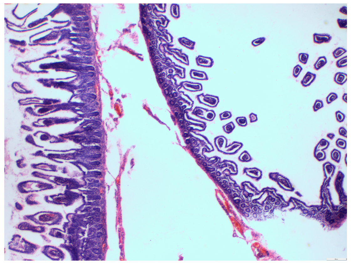 Medicina 57 00116 g006