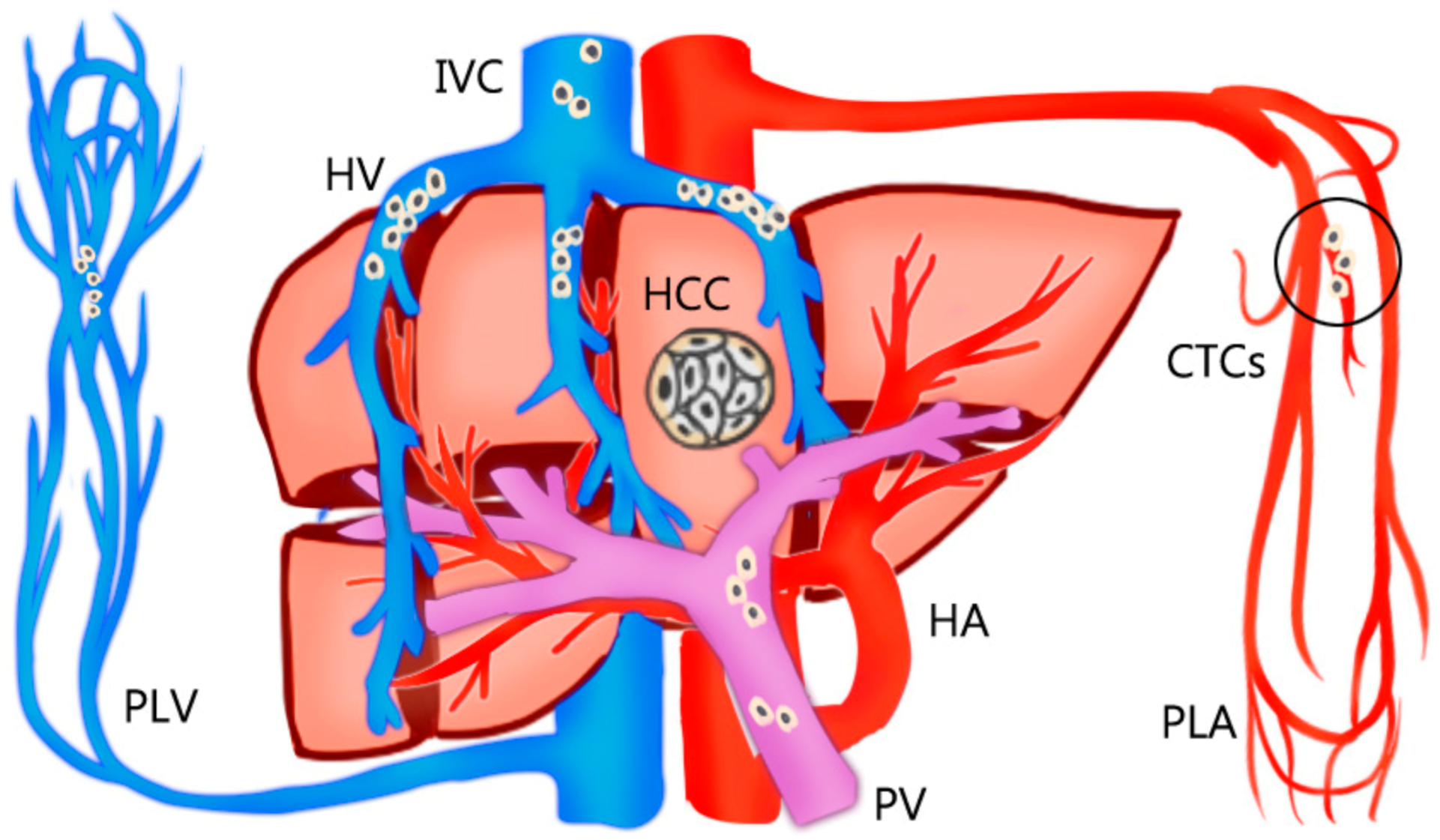 Medicina 57 00131 g001