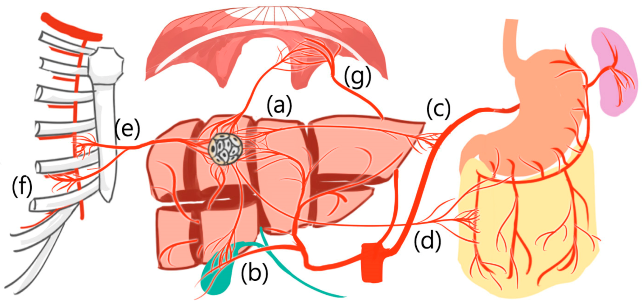 Medicina 57 00131 g002