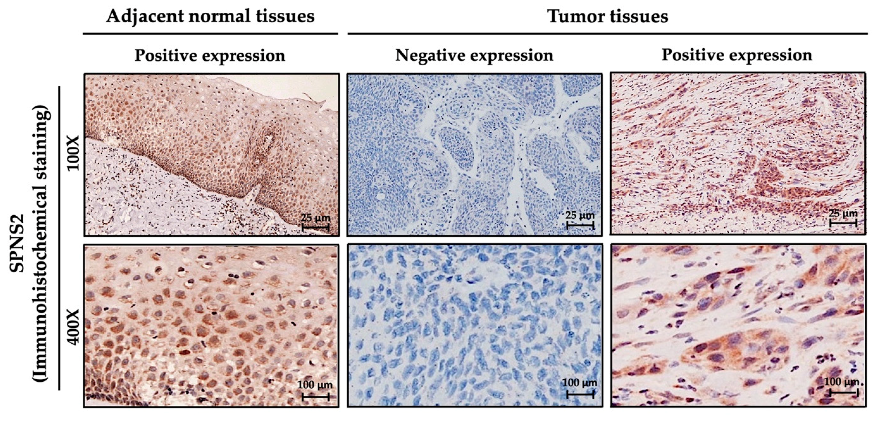 Medicina 57 00164 g001