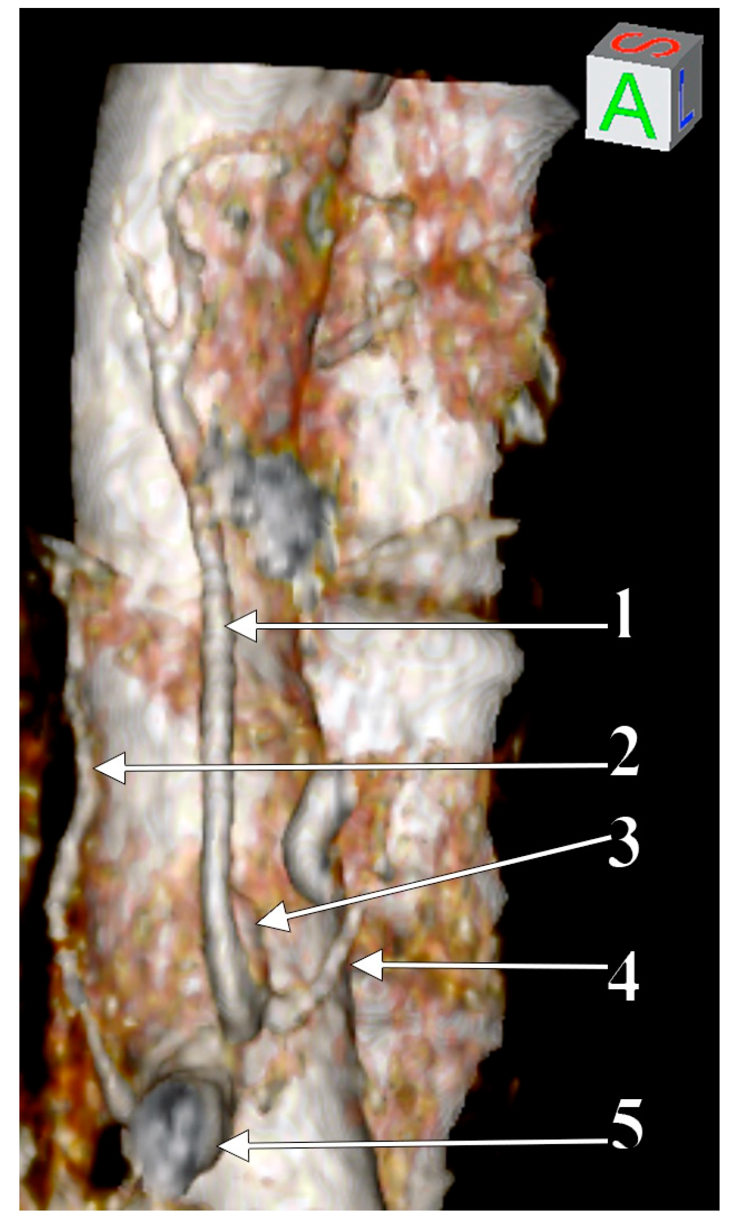 Medicina 57 00170 g002