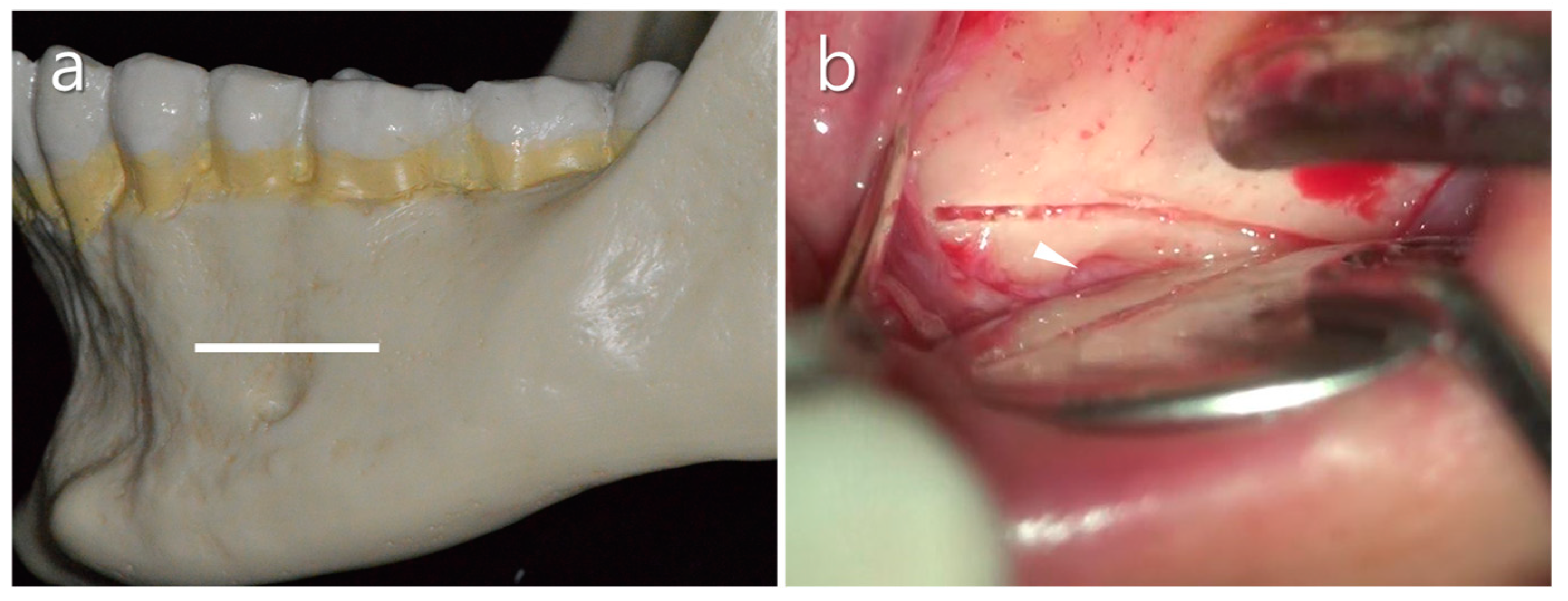 Medicina 57 00270 g007 Medicina 57 00270 g007