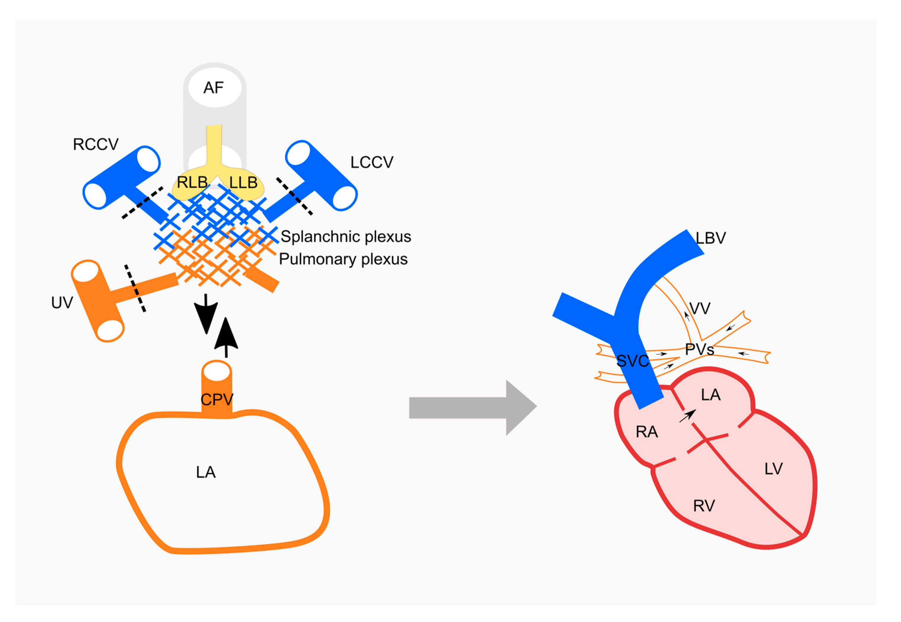 Medicina 57 00293 g003