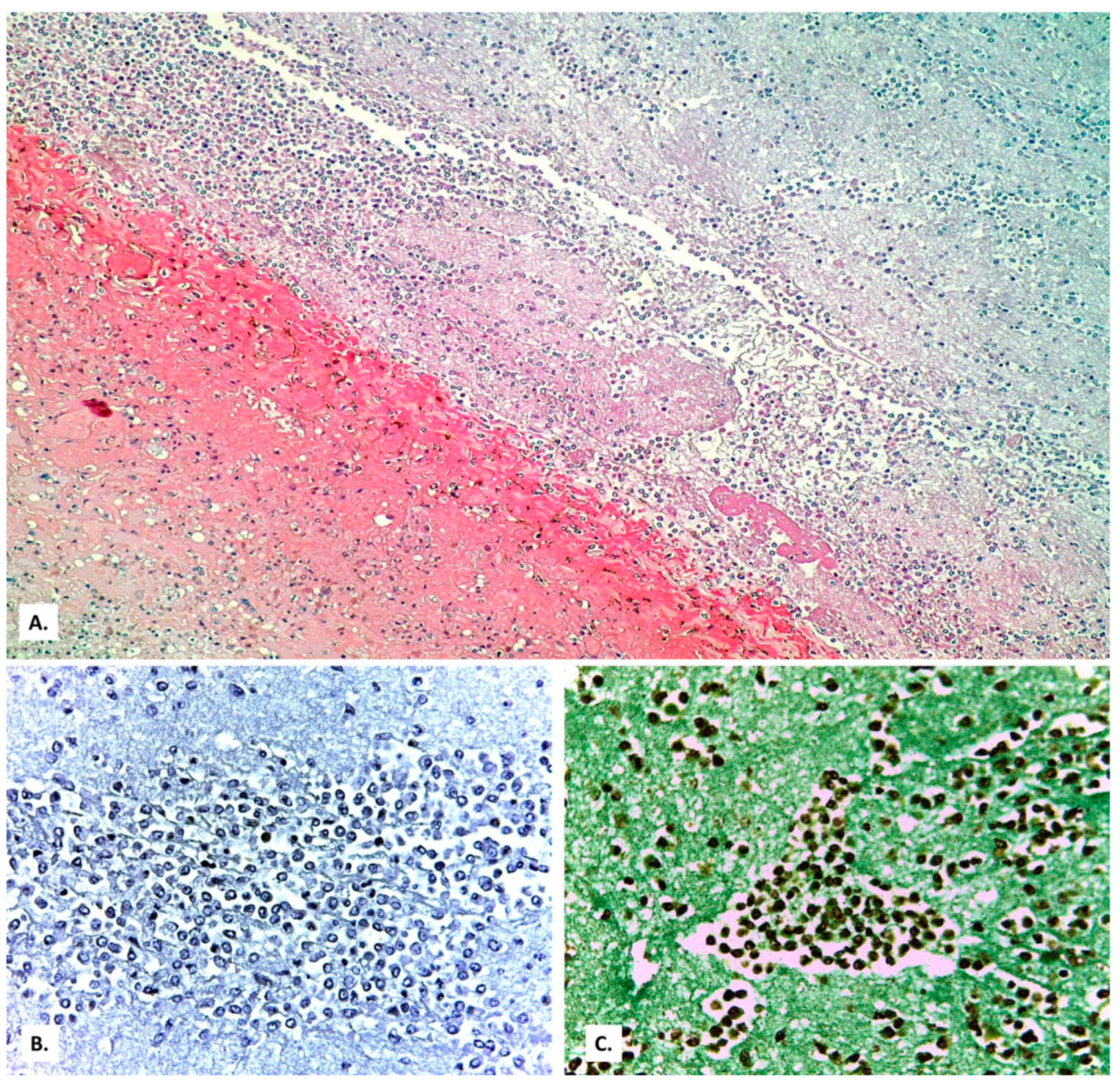 Medicina 57 00302 g012