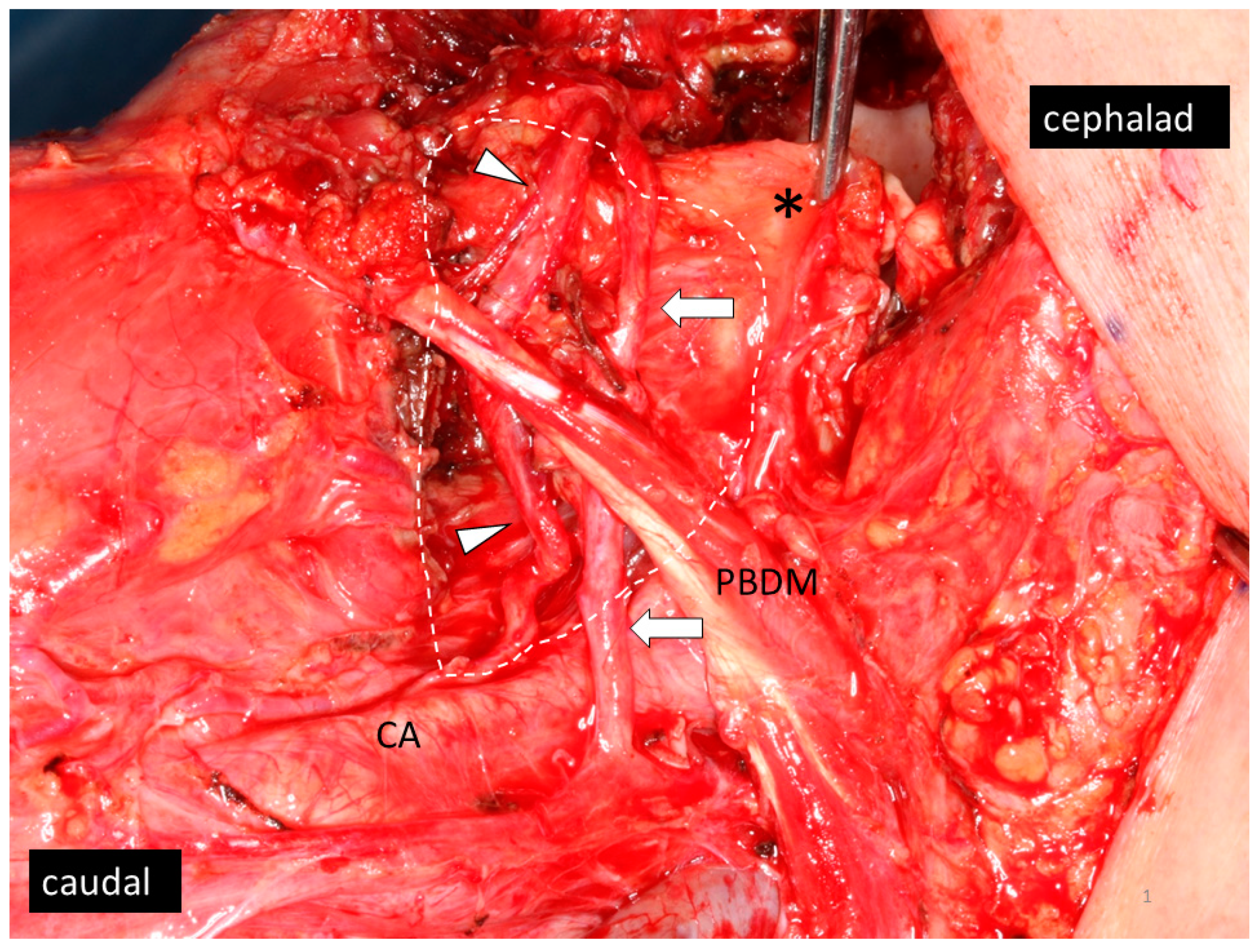 Medicina 57 00374 g001