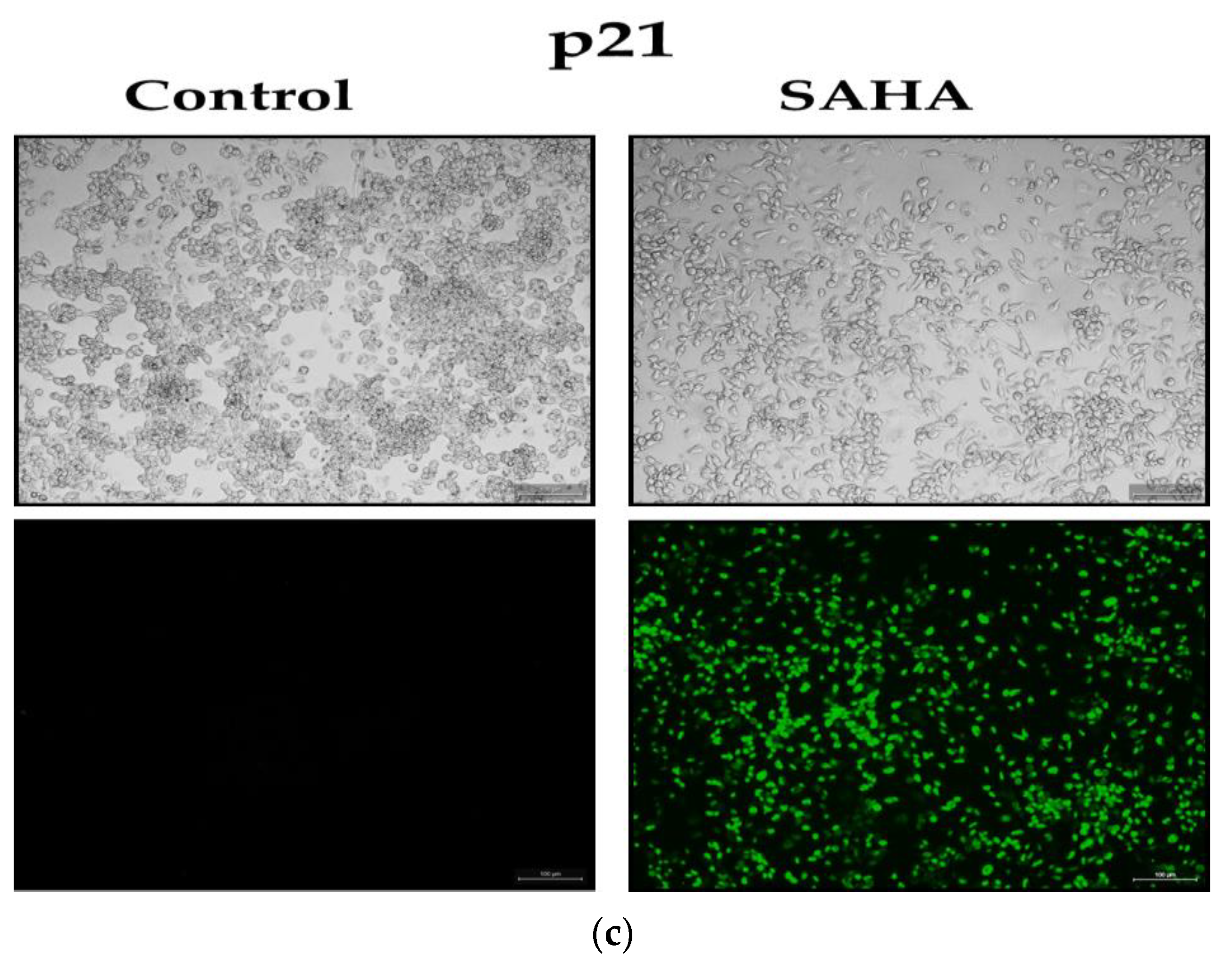 Medicina 57 00456 g007b