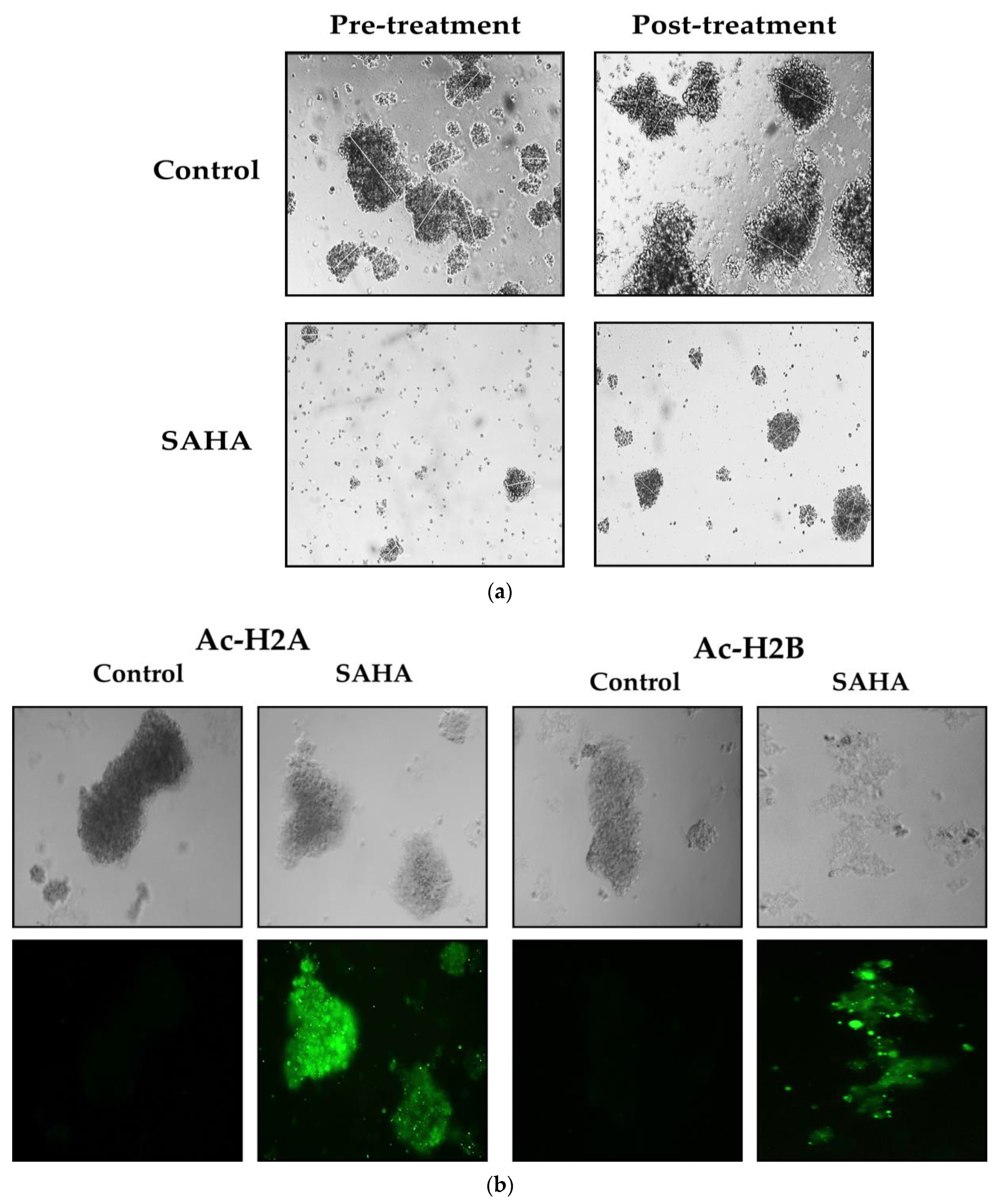 Medicina 57 00456 g008a