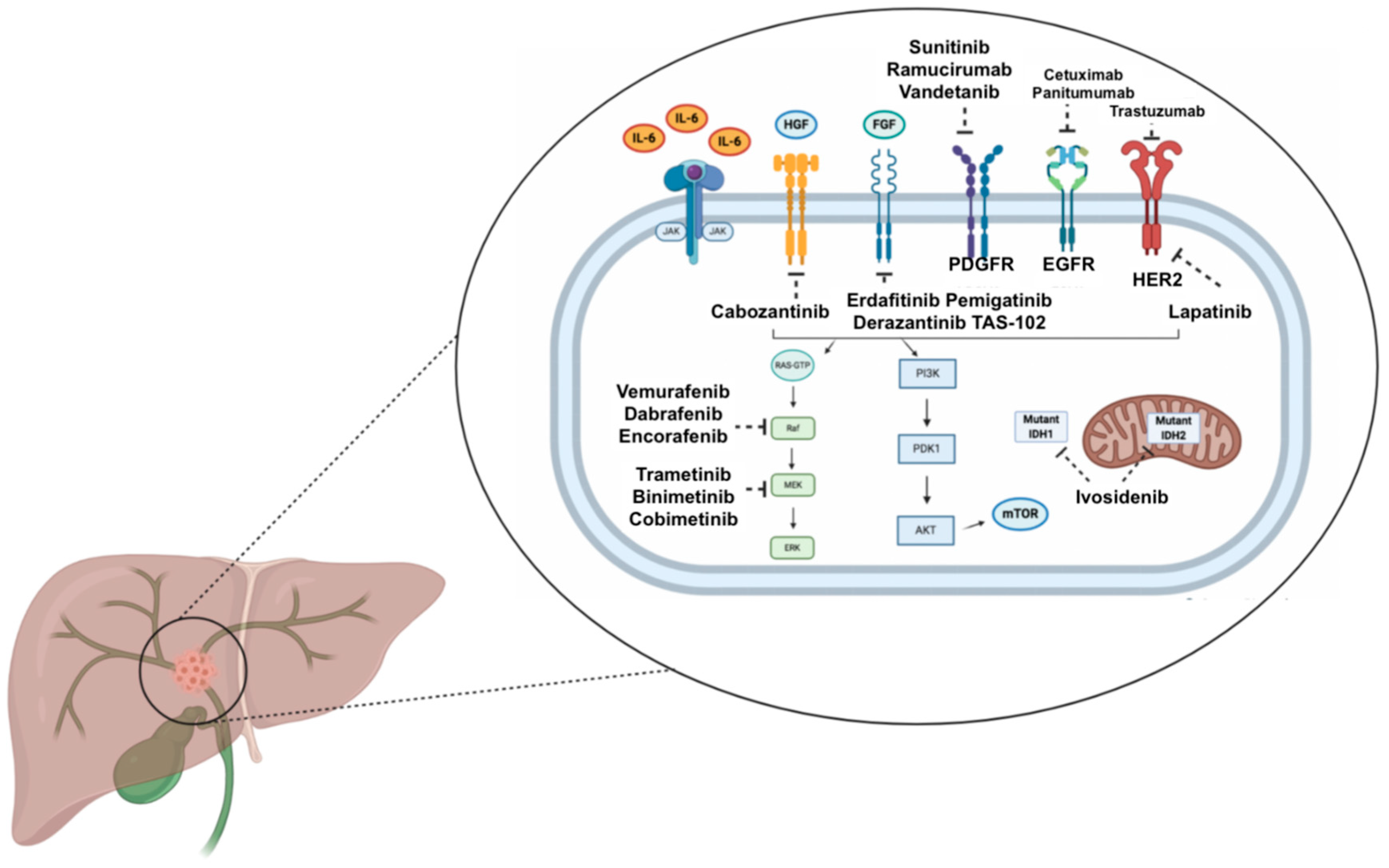 Targeted Therapies in Advanced Cholangiocarcinoma: A Focus