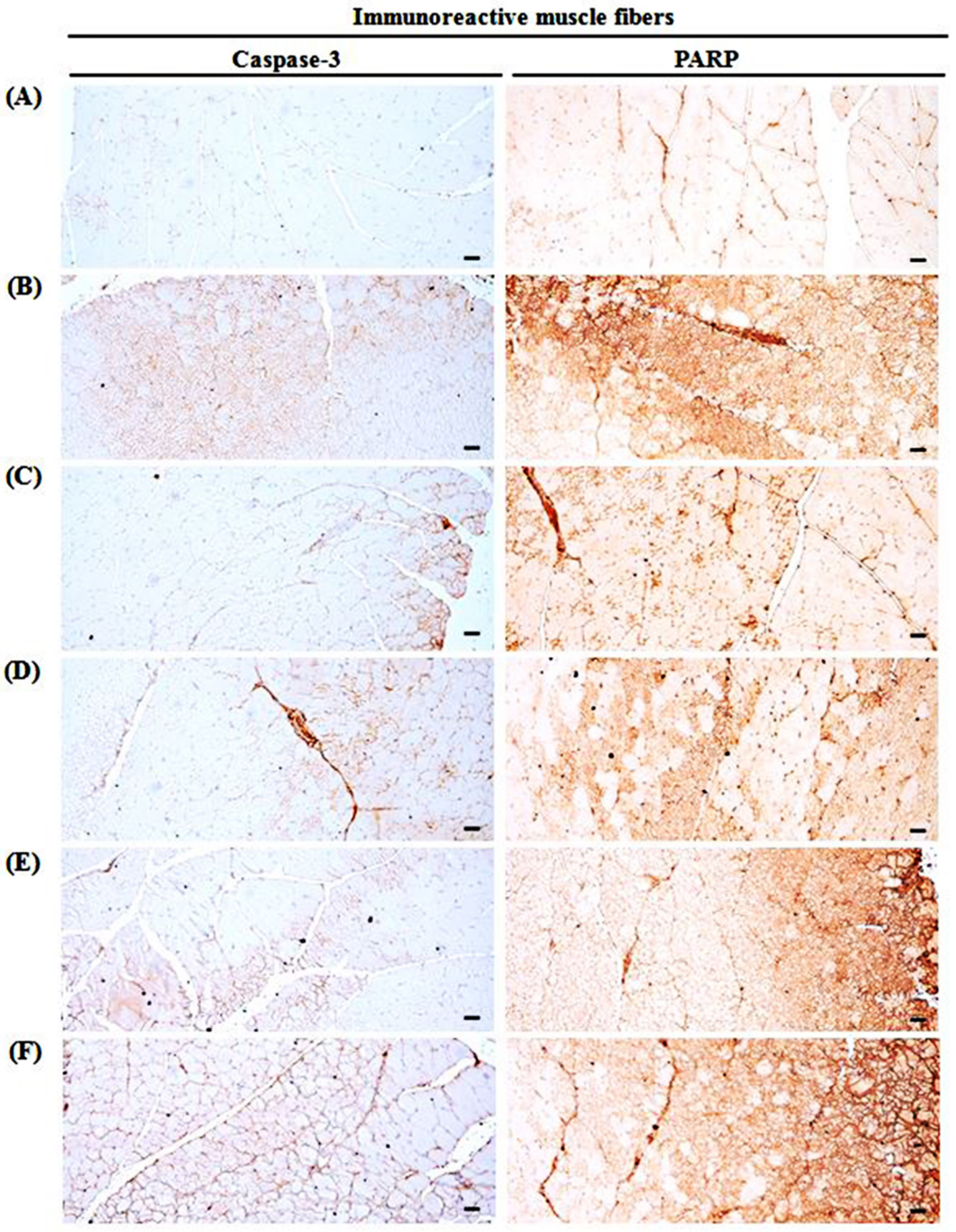 Medicina 57 00485 g008