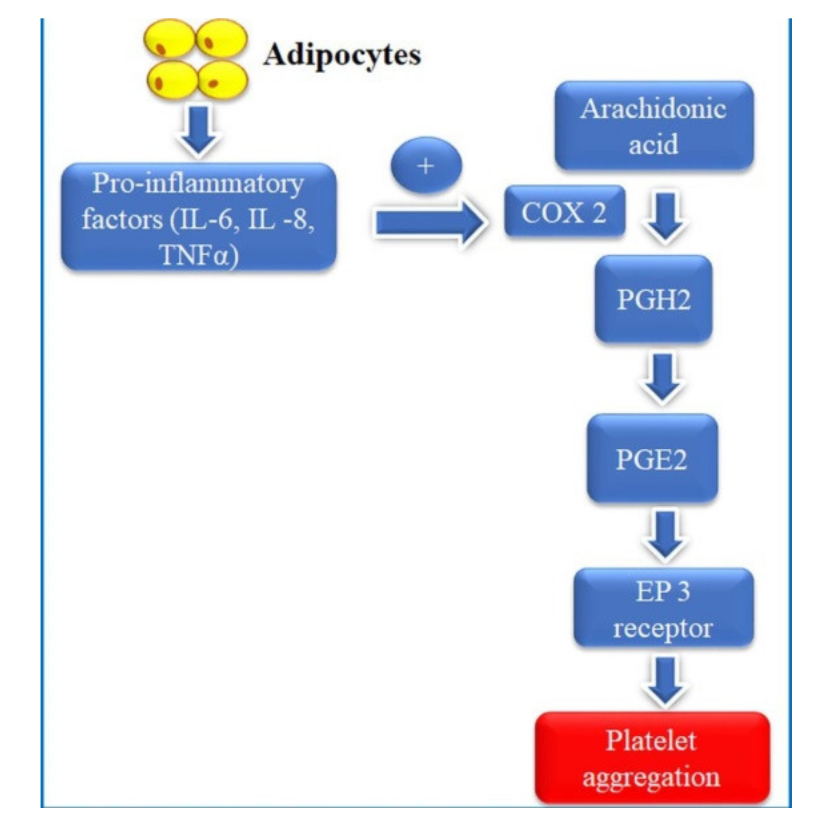 Medicina 57 00706 g004