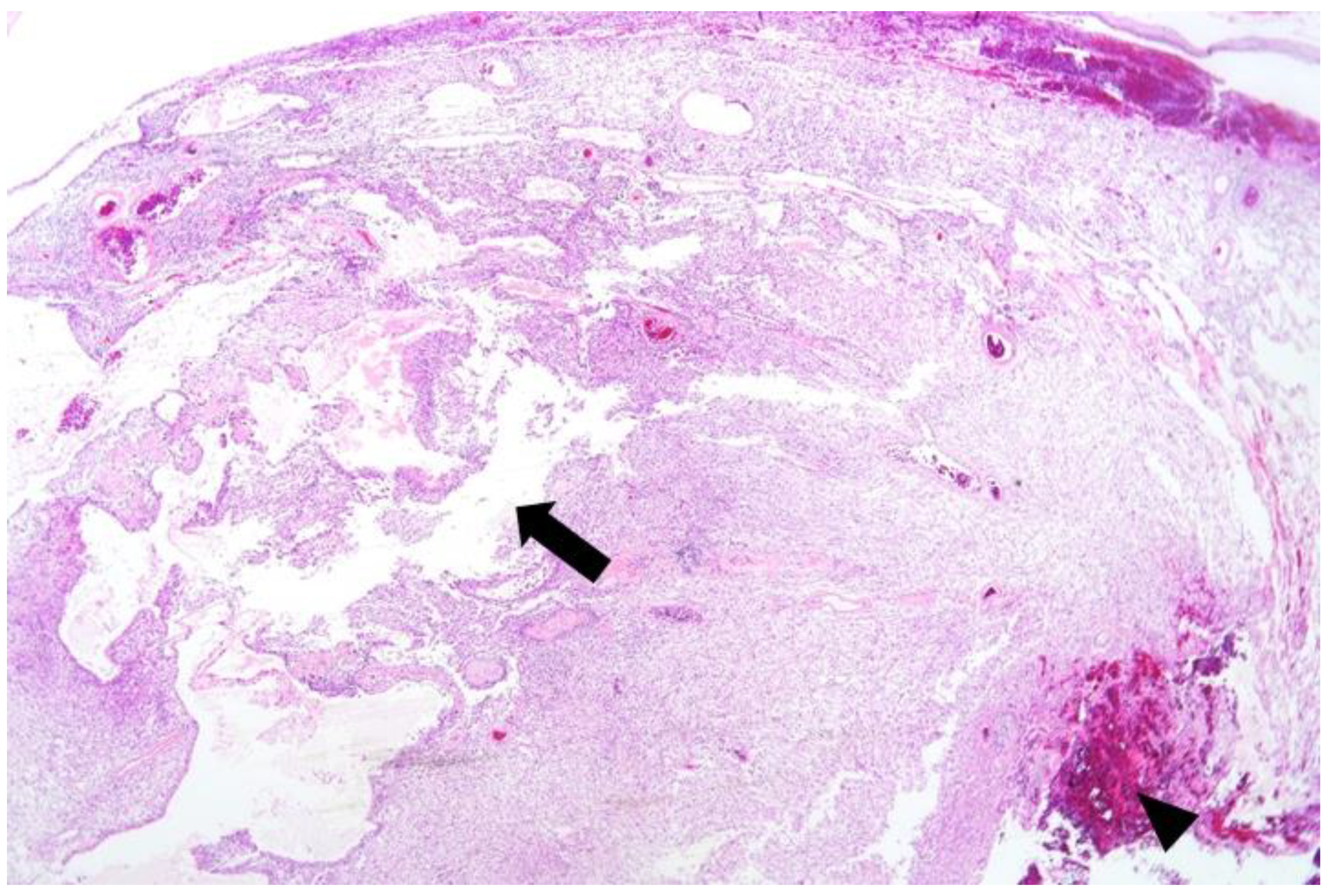 Medicina 57 00728 g002