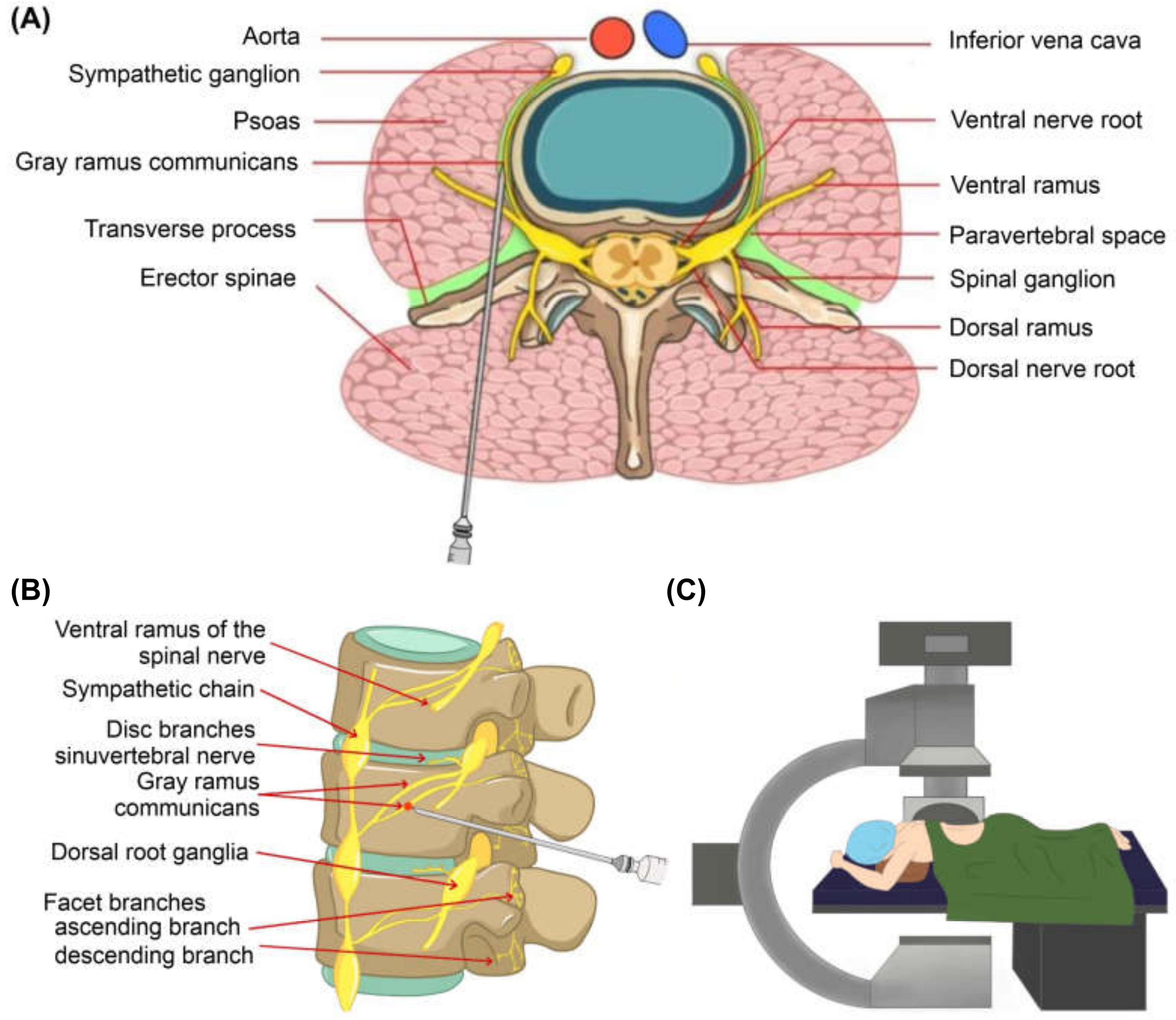 Medicina 57 00744 g003 550