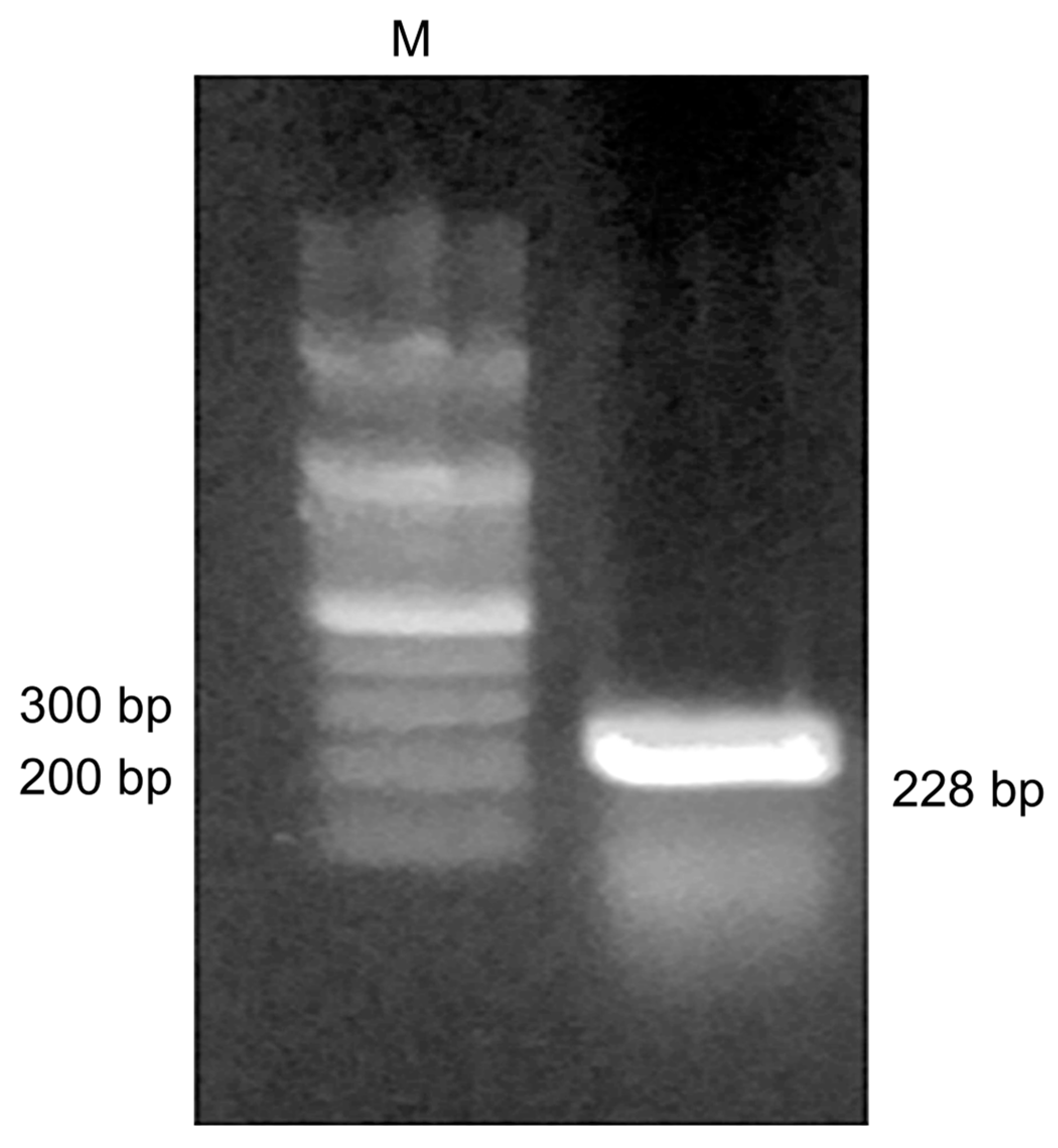 Medicina 57 00751 g002 Medicina 57 00751 g002