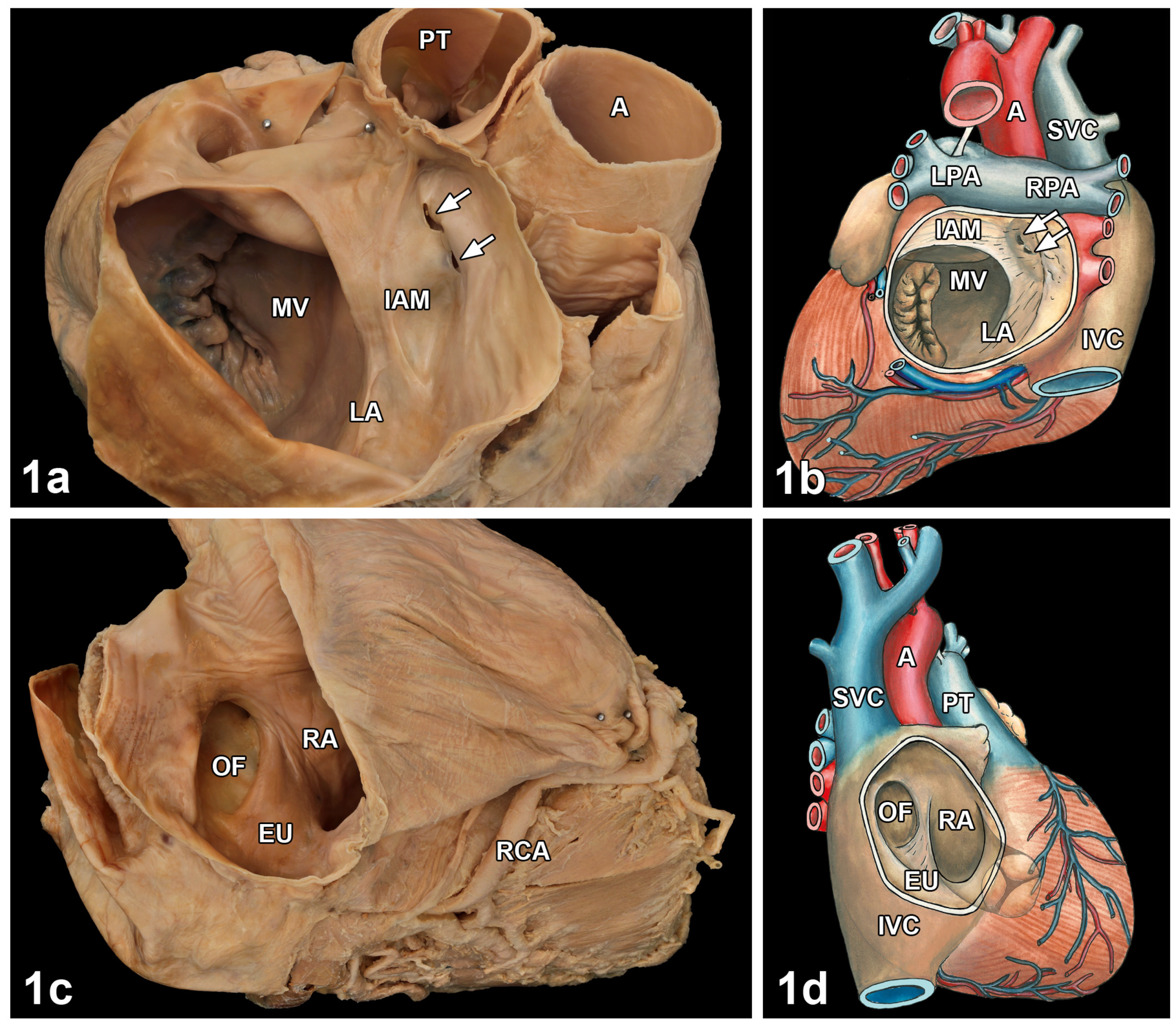 Medicina 57 00777 g001