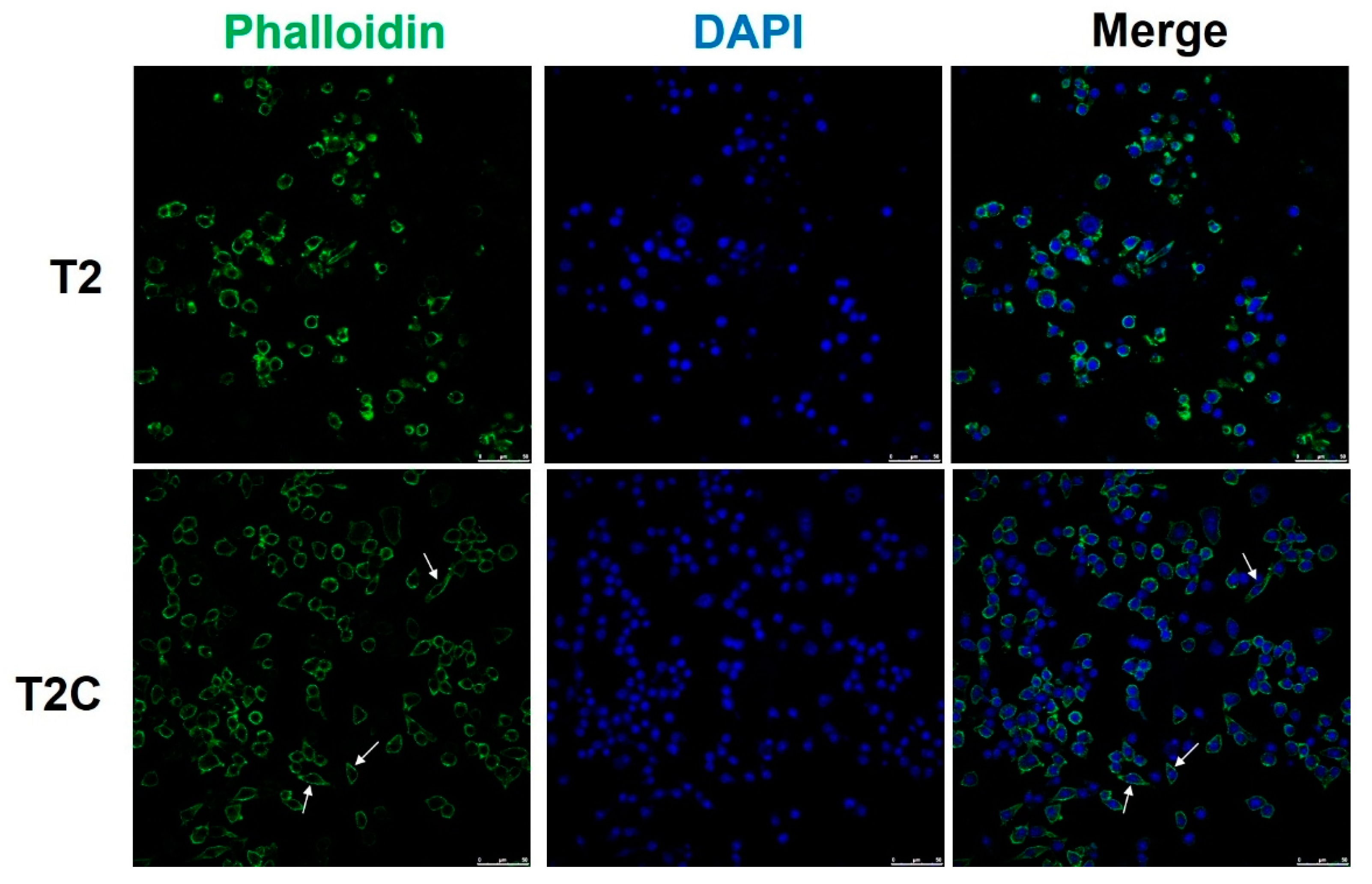 Medicina 57 00778 g003 550