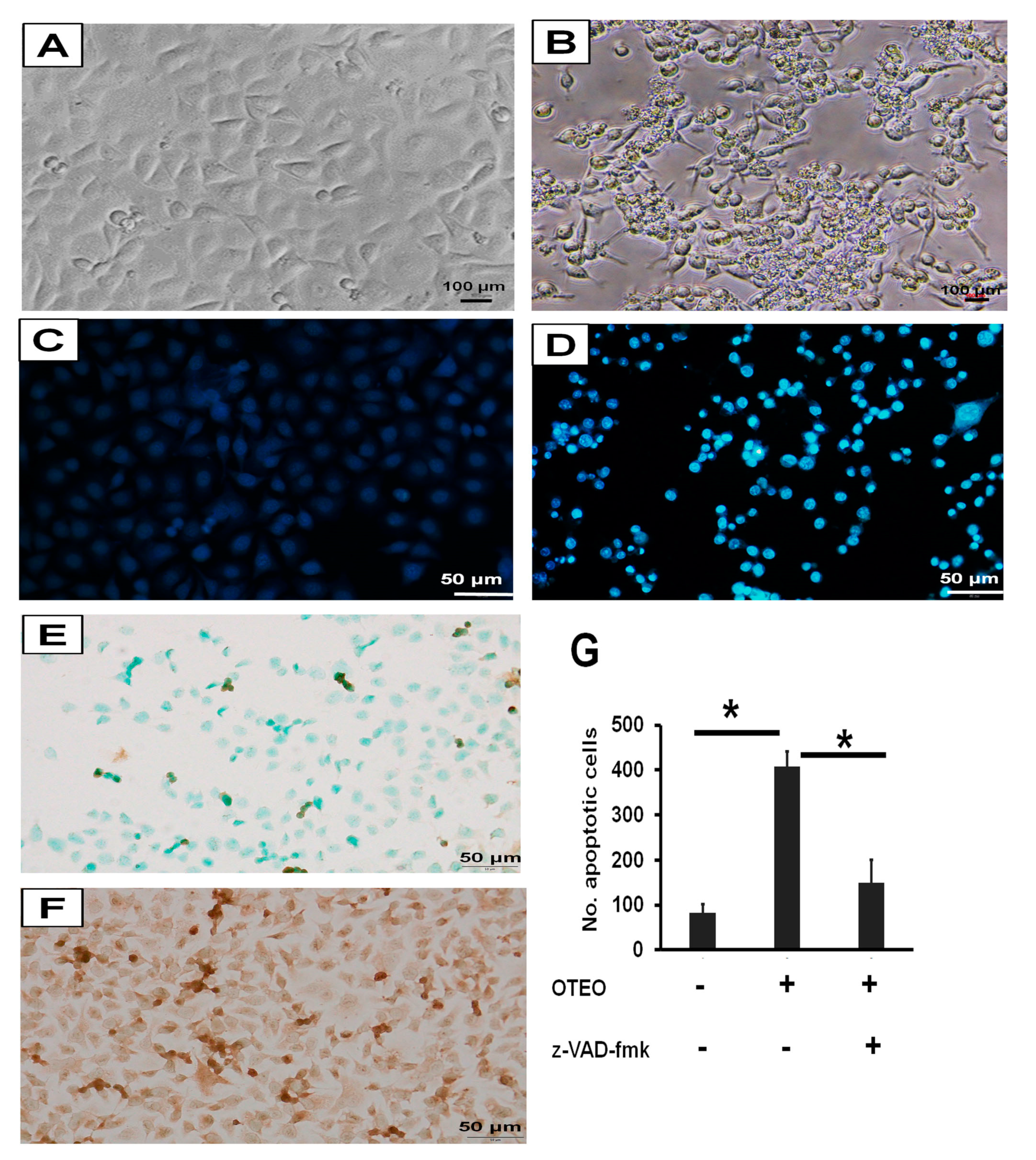 Medicina 57 00784 g004