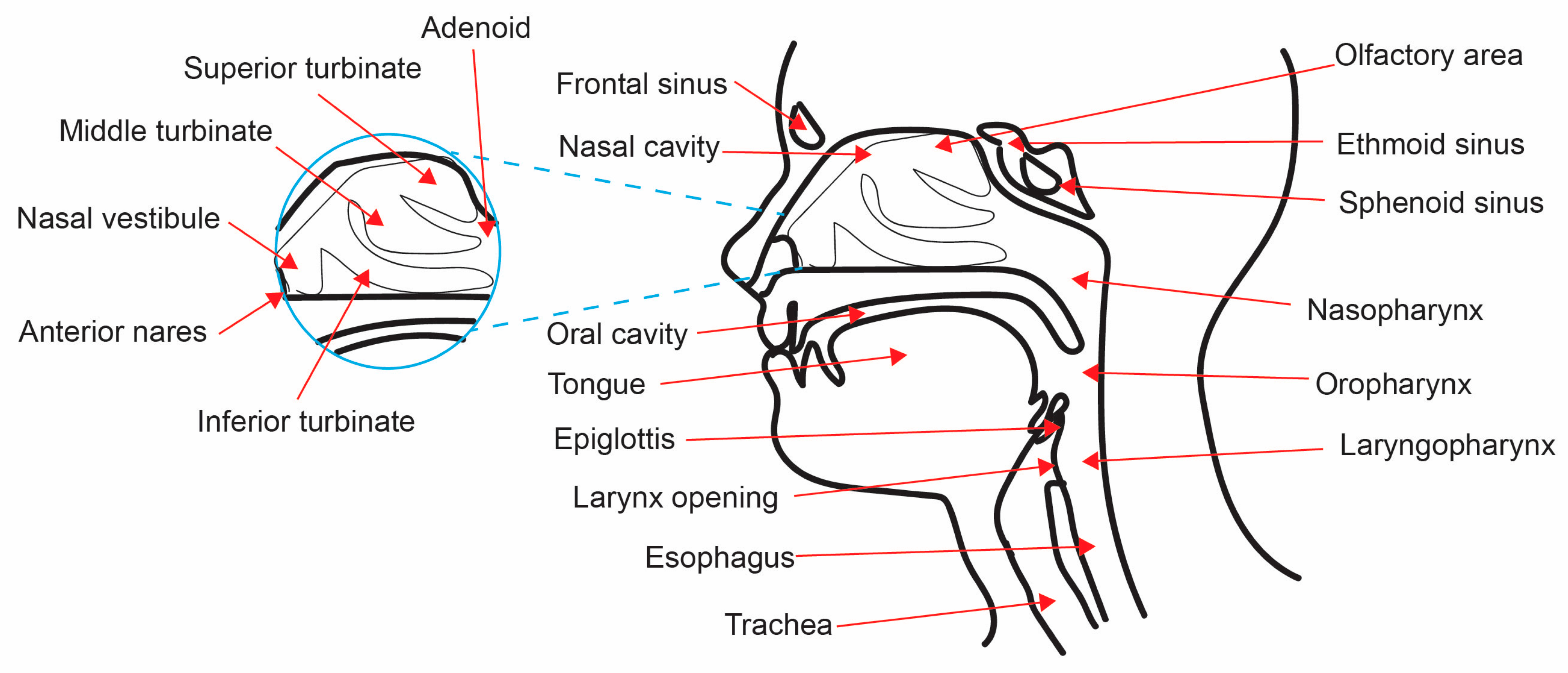 Medicina 57 00823 g001