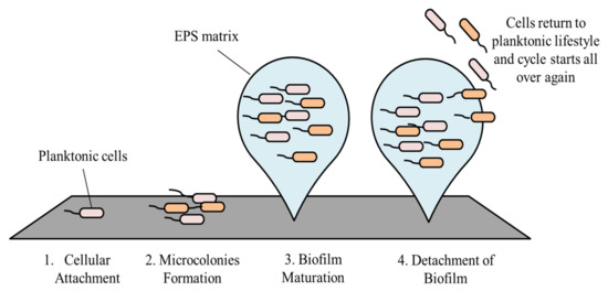 Medicina Free Full Text Mechanisms And Impact Of Biofilms And Targeting Of Biofilms Using Bioactive Compounds A Review Html