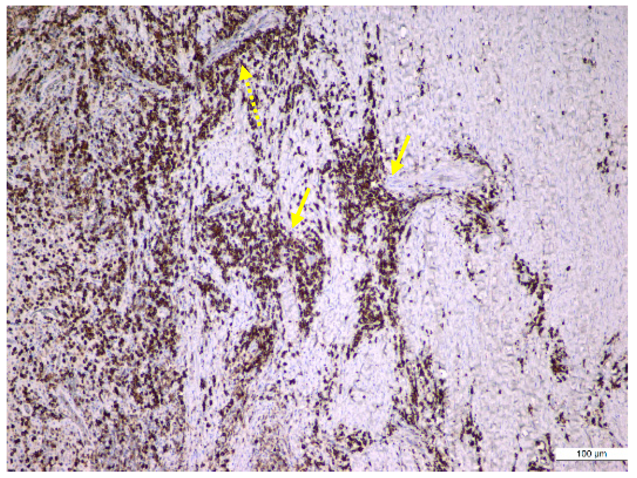 Medicina 57 00840 g008