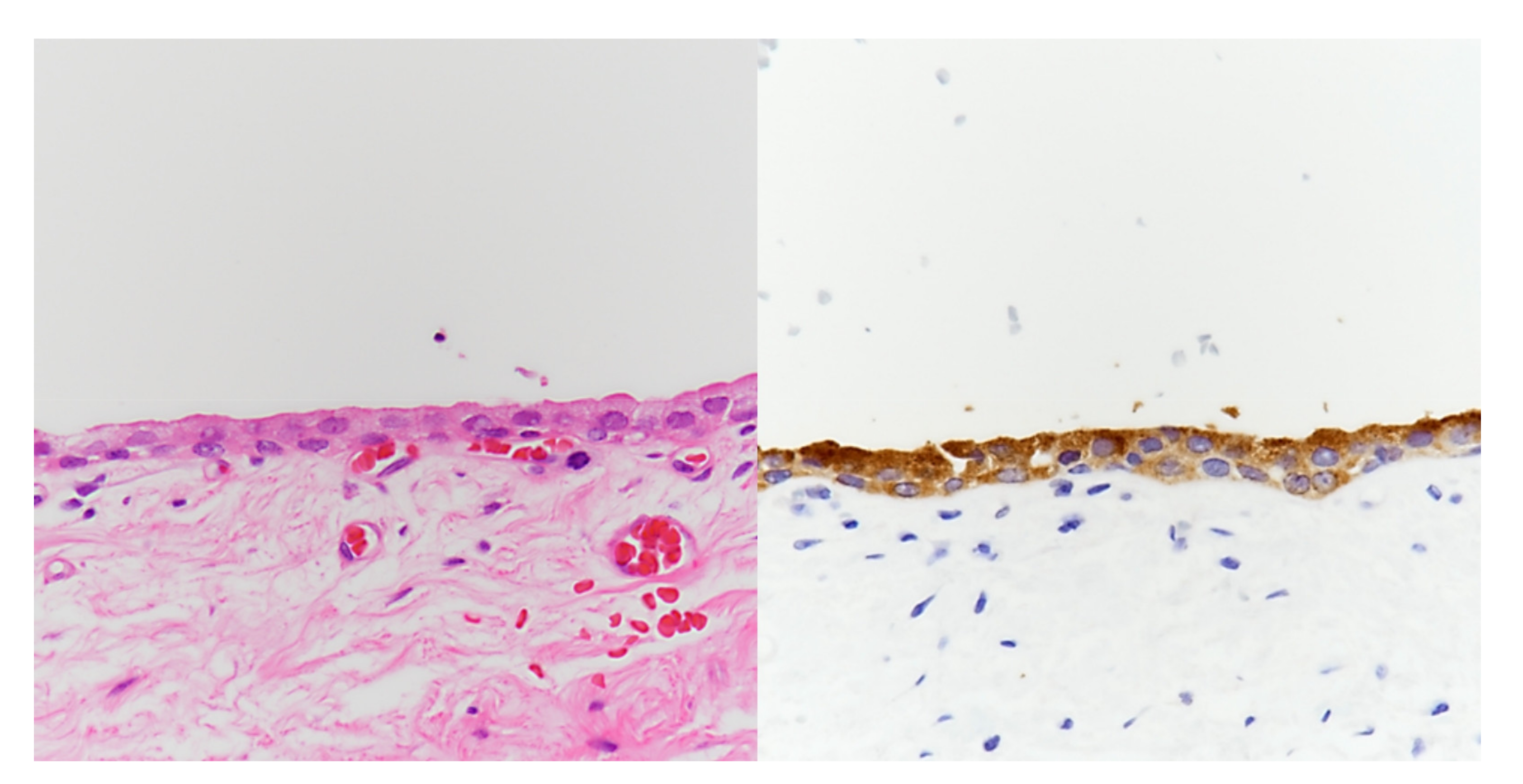 Medicina 57 00870 g002