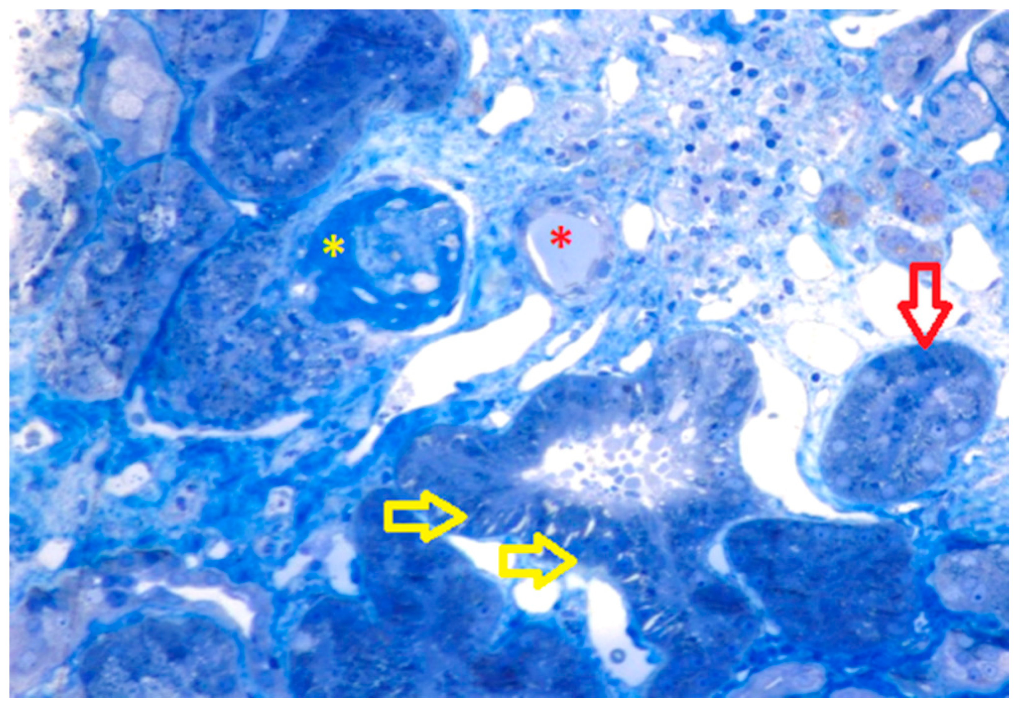 Medicina 57 00912 g001