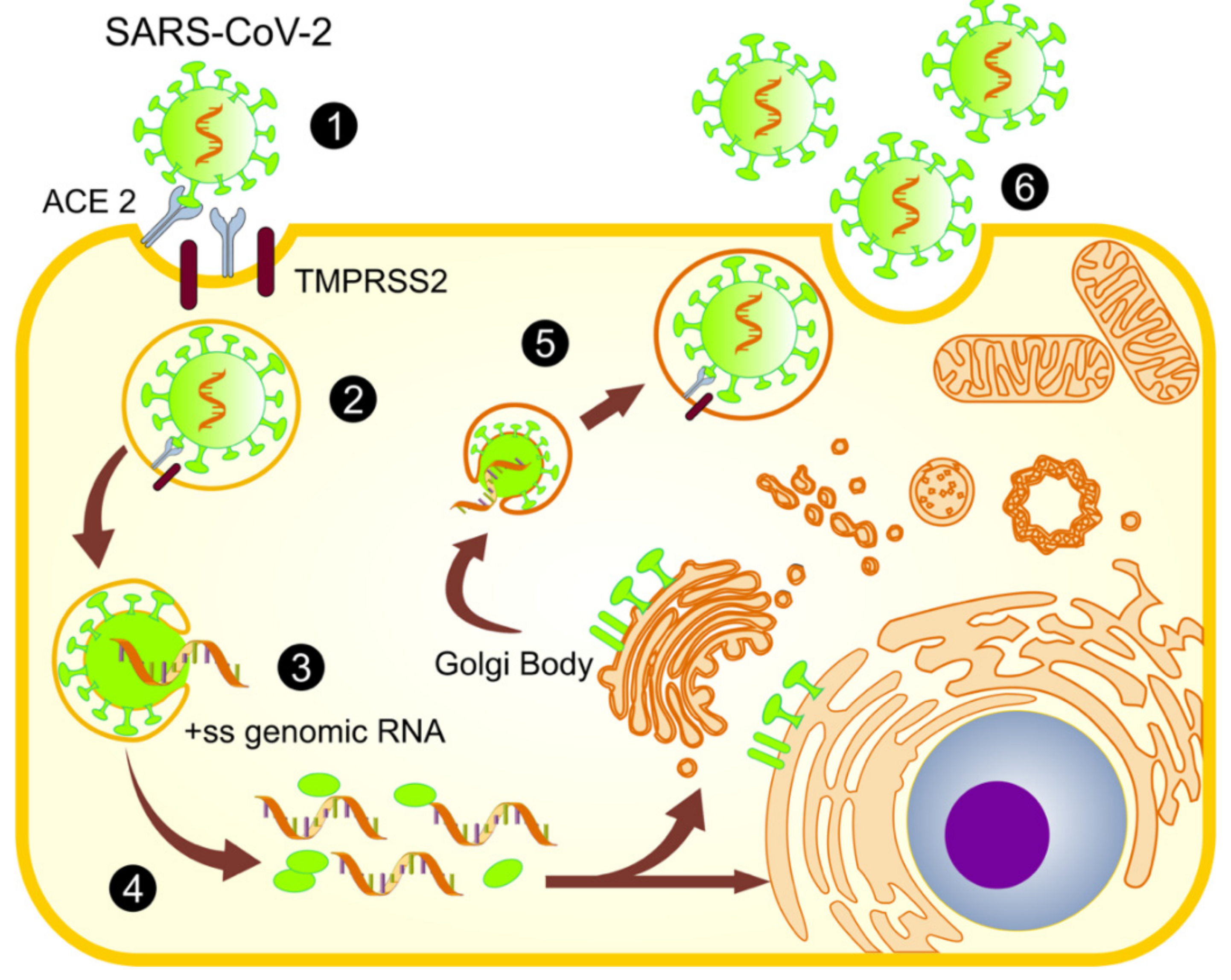 Medicina 57 00928 g002 Medicina 57 00928 g002